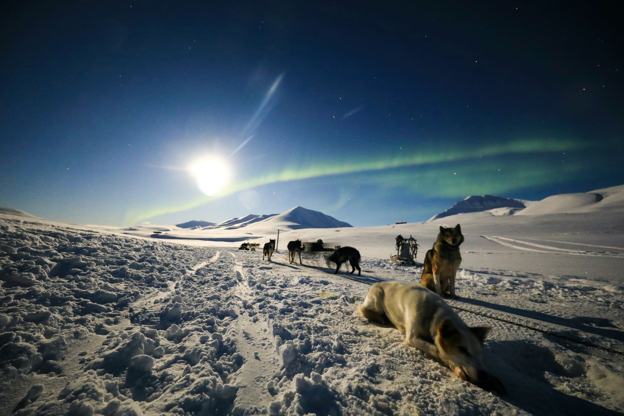 Norvège – Au pays des ours, photo 7
