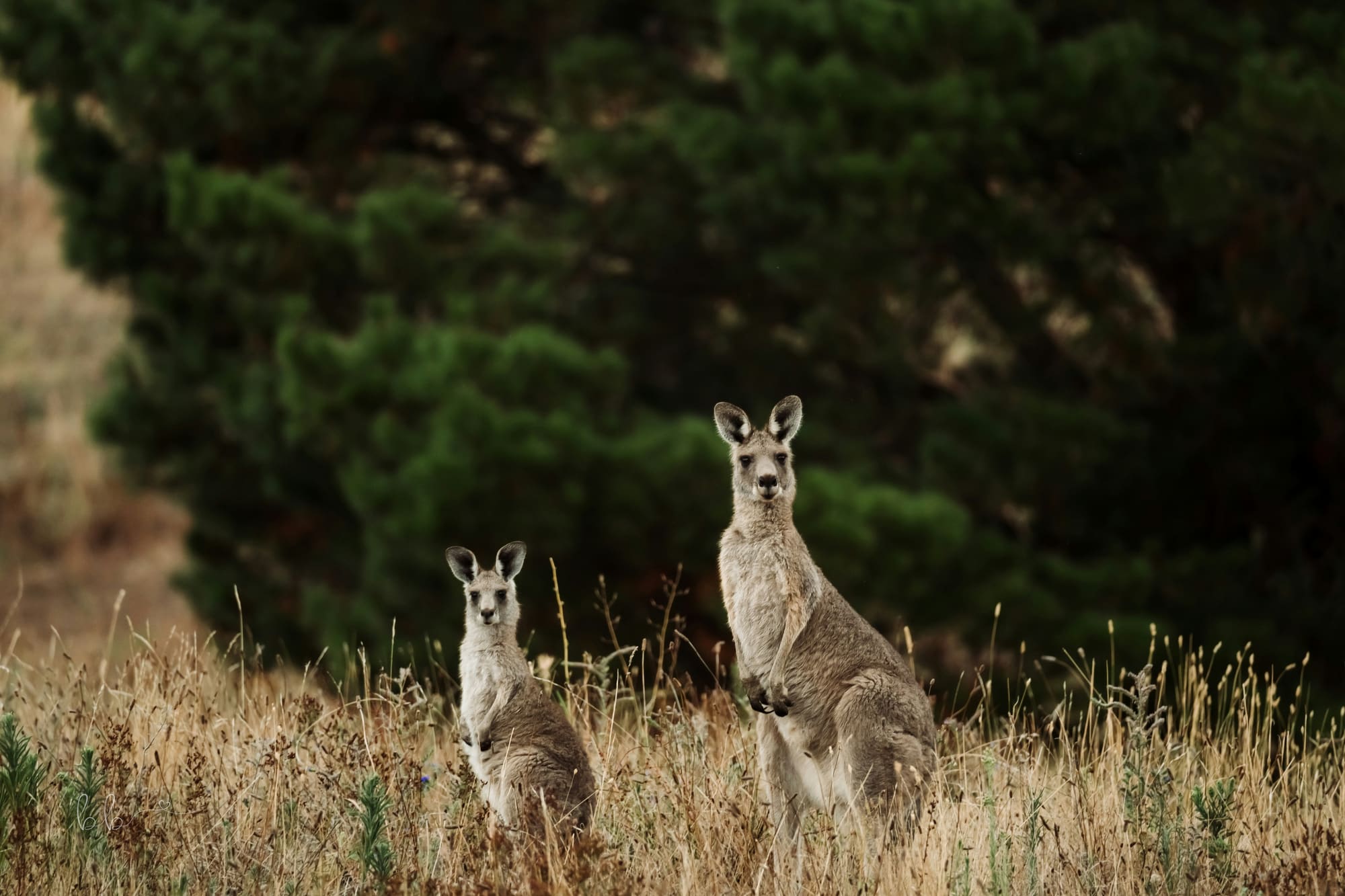 Australie – Aventure 4x4 dans le Kimberley, photo 7
