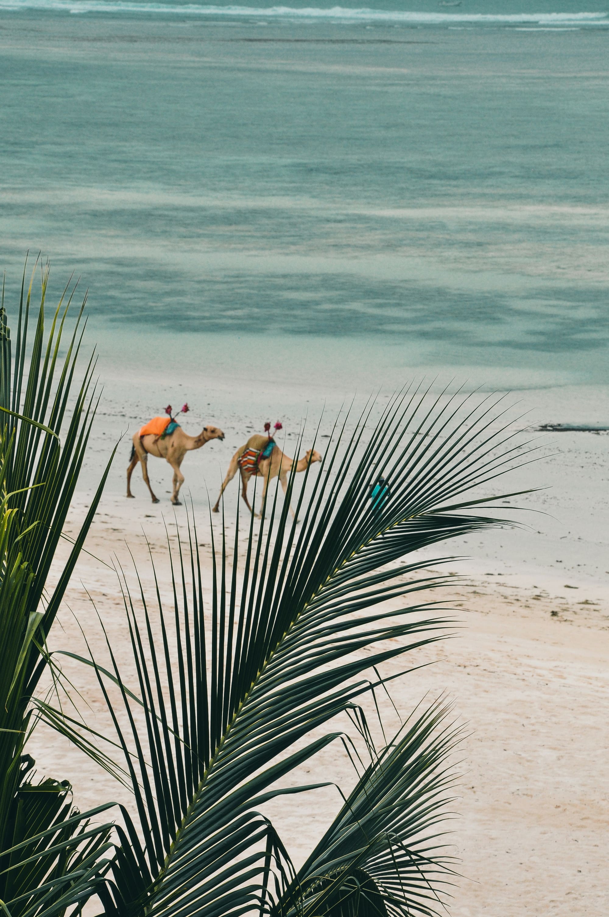 Kenya – Kite à Mombasa, photo 4