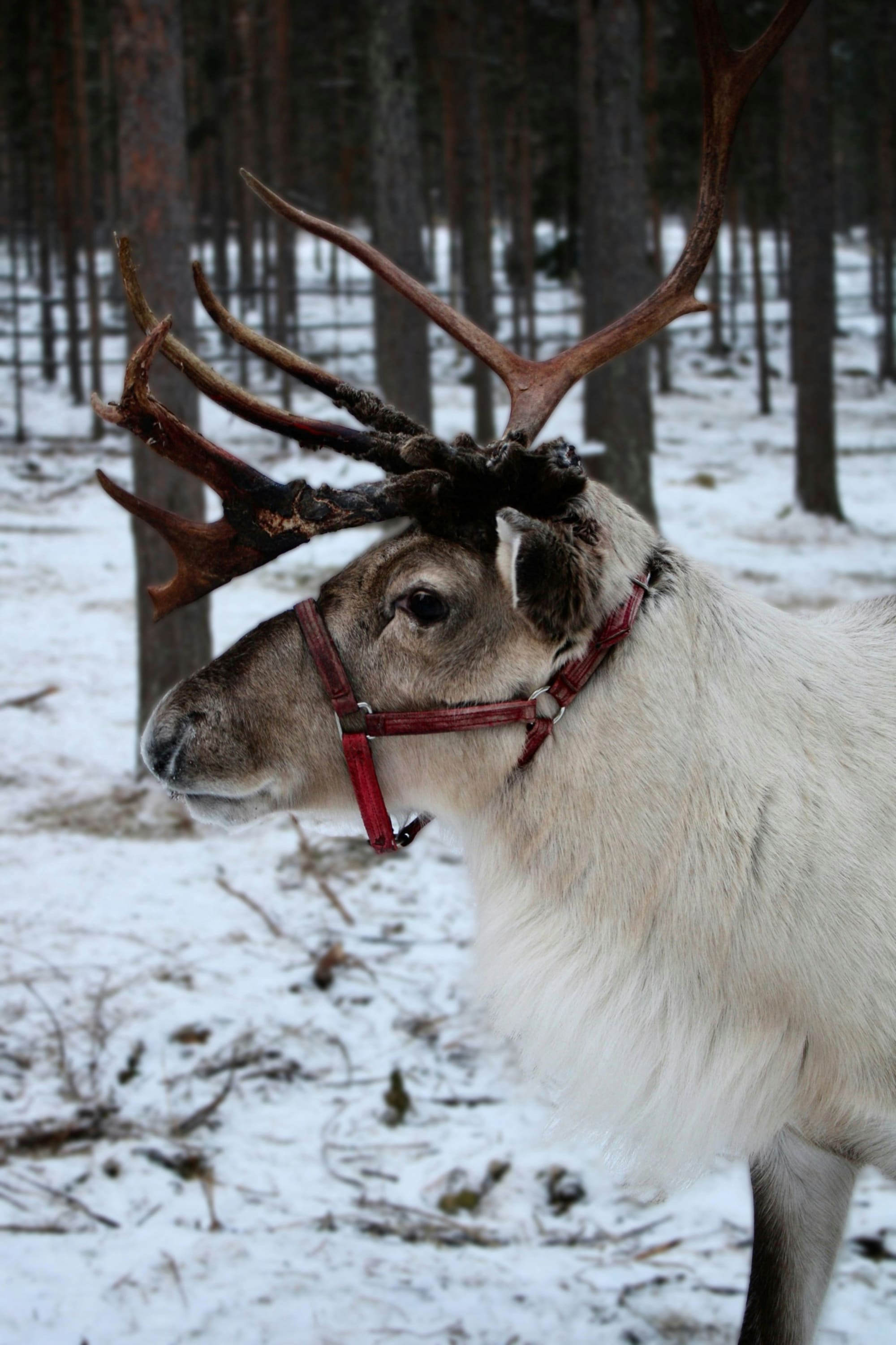 Finlande – La Magie de Noël, photo 7