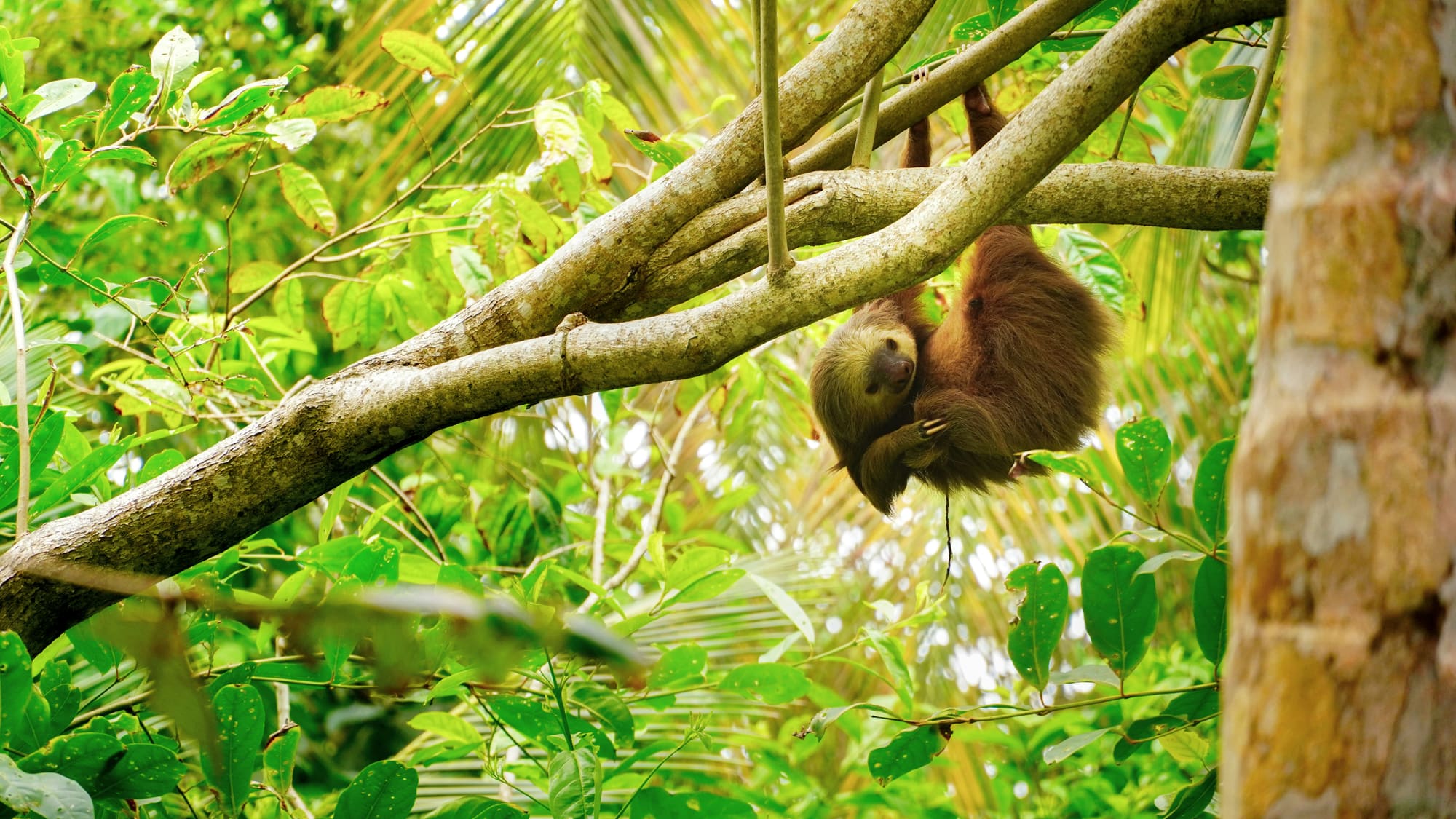 Costa Rica – Mon voyage, mon challenge, photo 3
