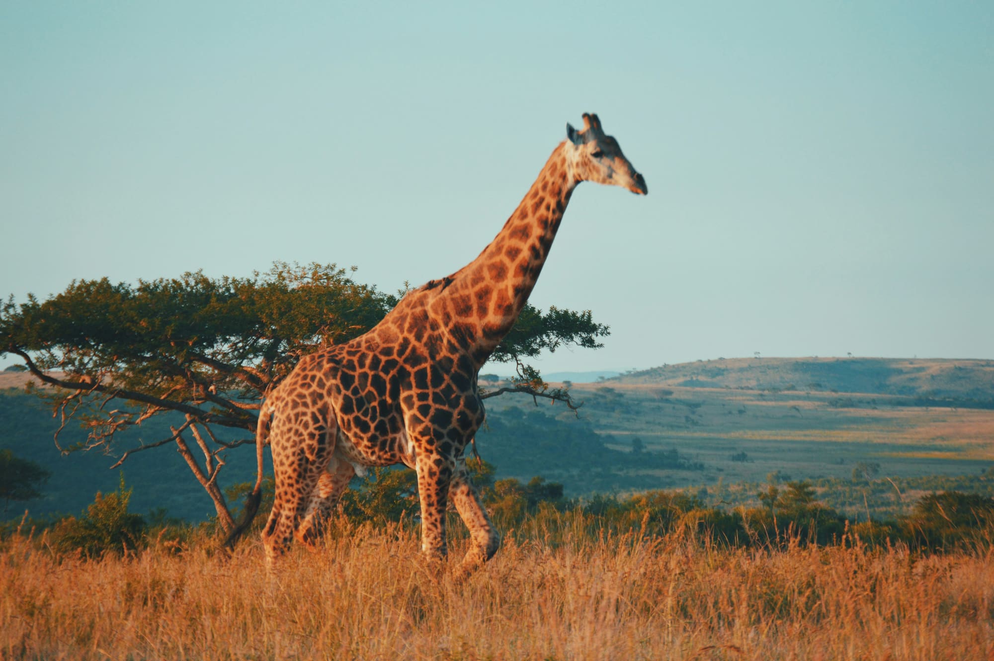 Afrique du Sud – Du Cap au Kruger, photo 4