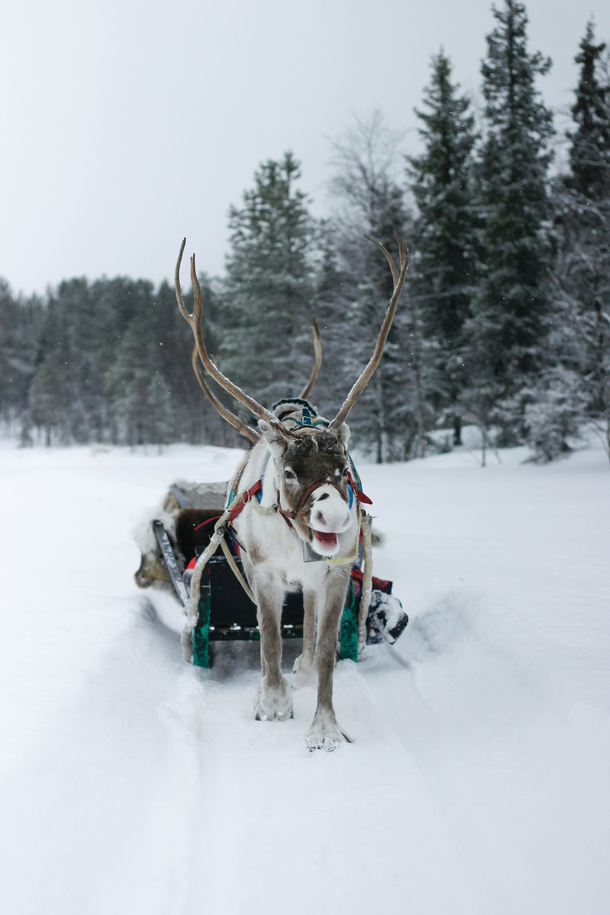 Finlande – Hiver Lapon, photo 5
