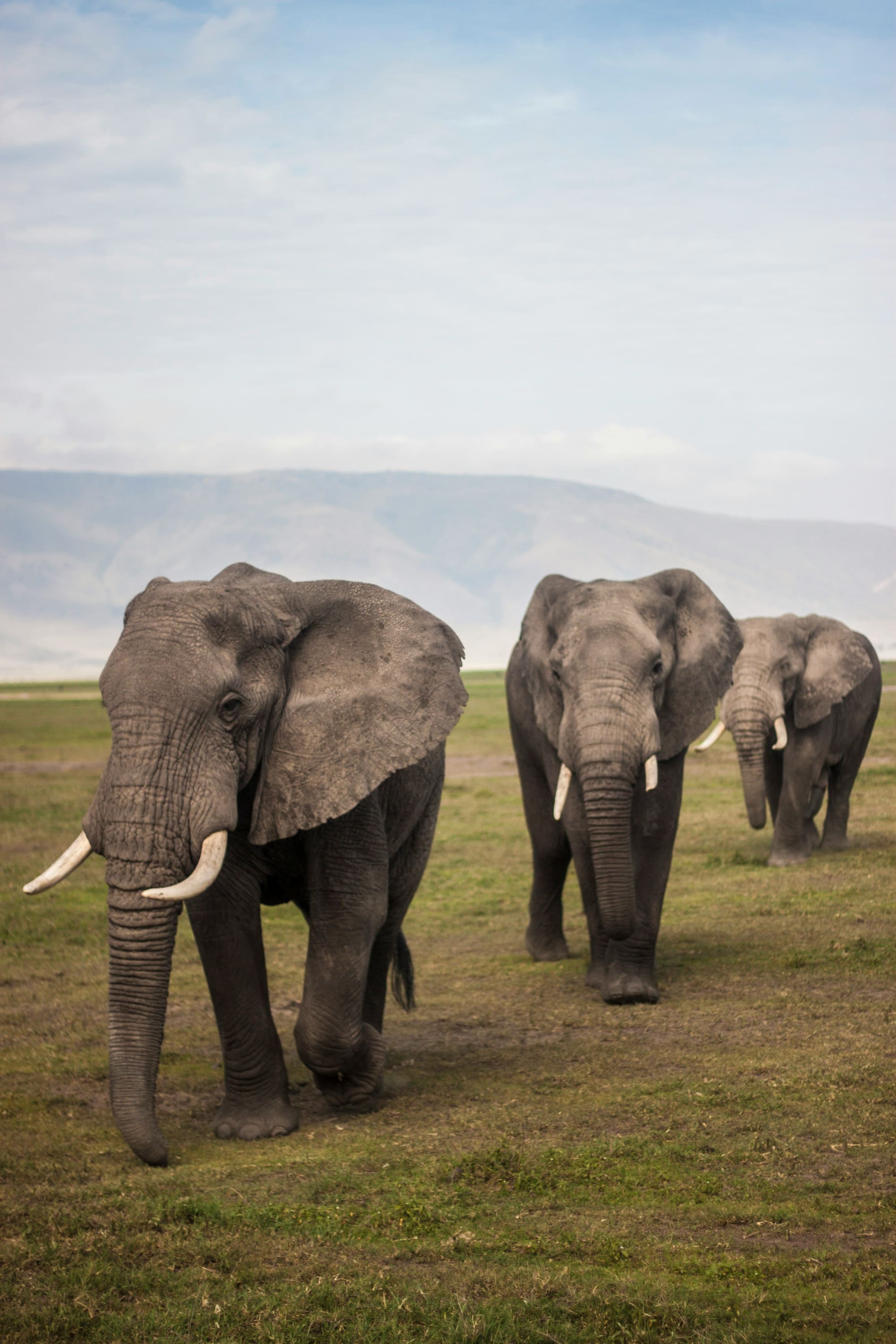 Tanzanie – Jeux Masais, photo 6