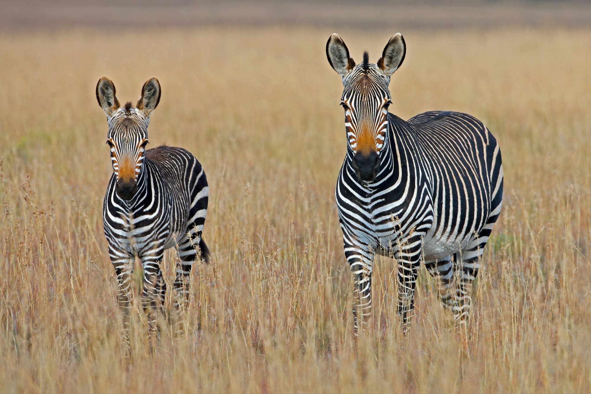Afrique du Sud – Terre de Contrastes, photo 7