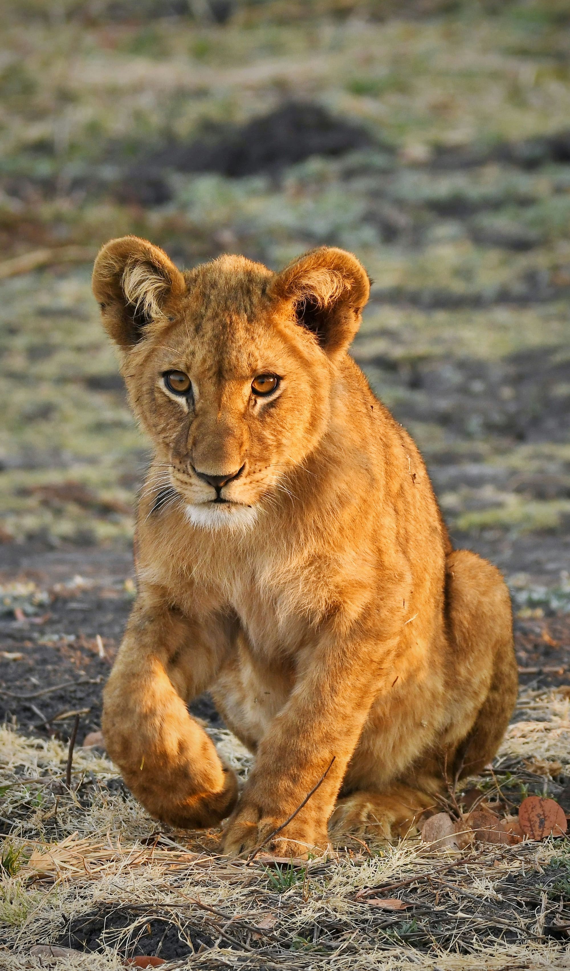 Afrique du Sud & Zambie – Du Kruger aux Chutes Victoria, photo 4