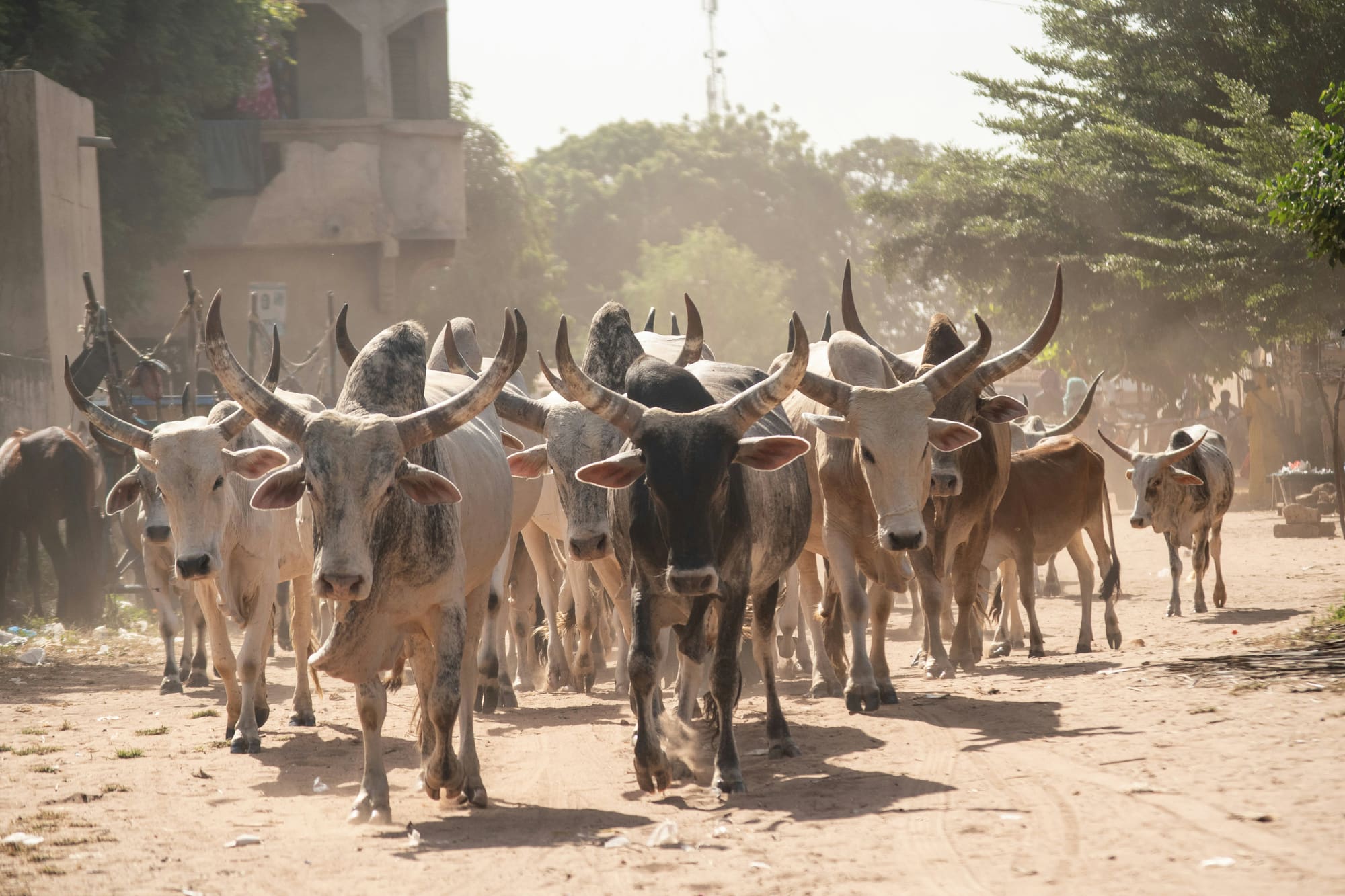 Sénégal – Eco Solidaire, photo 6