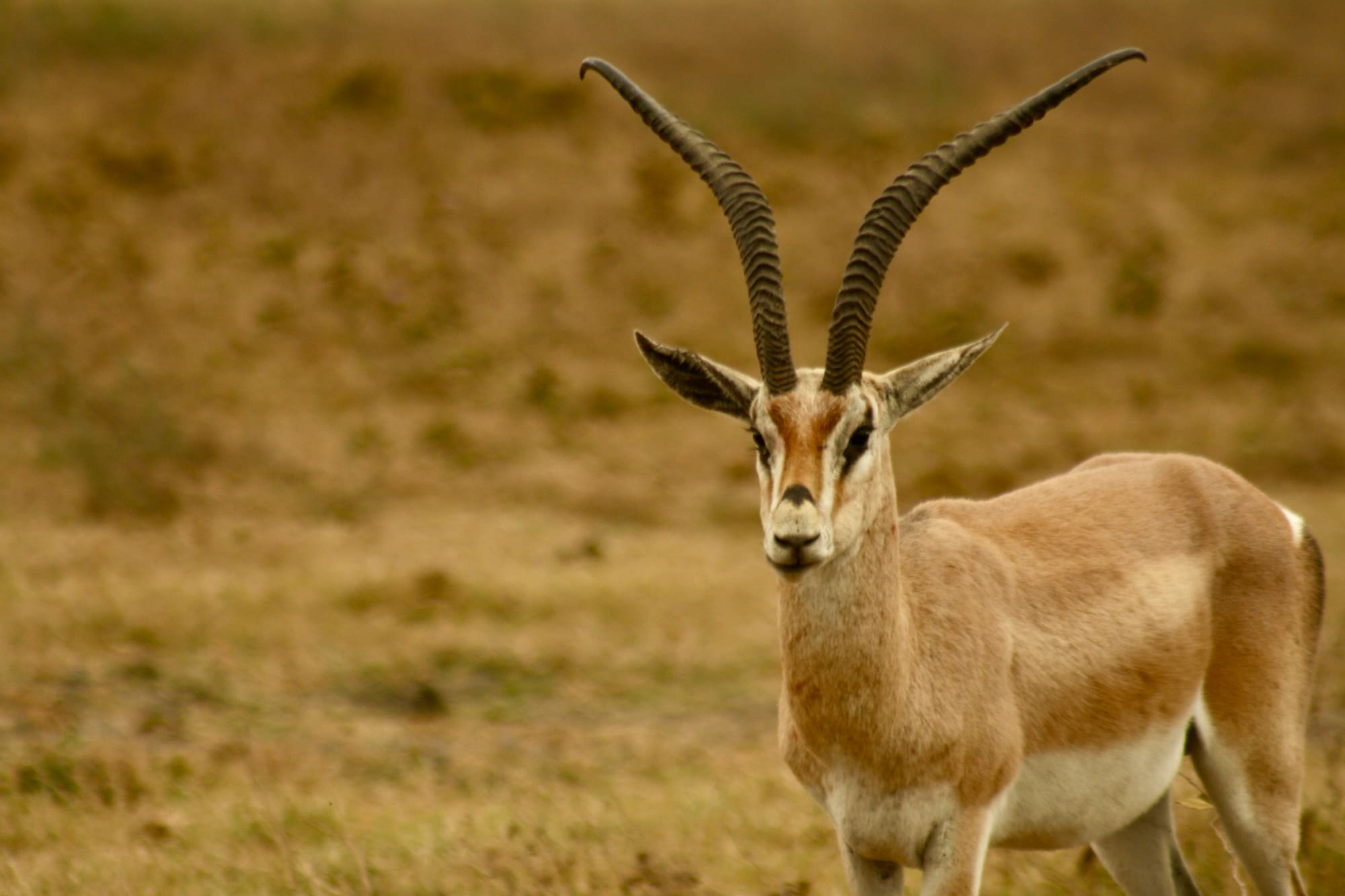 Tanzanie – Aventure dans la Savane, photo 7