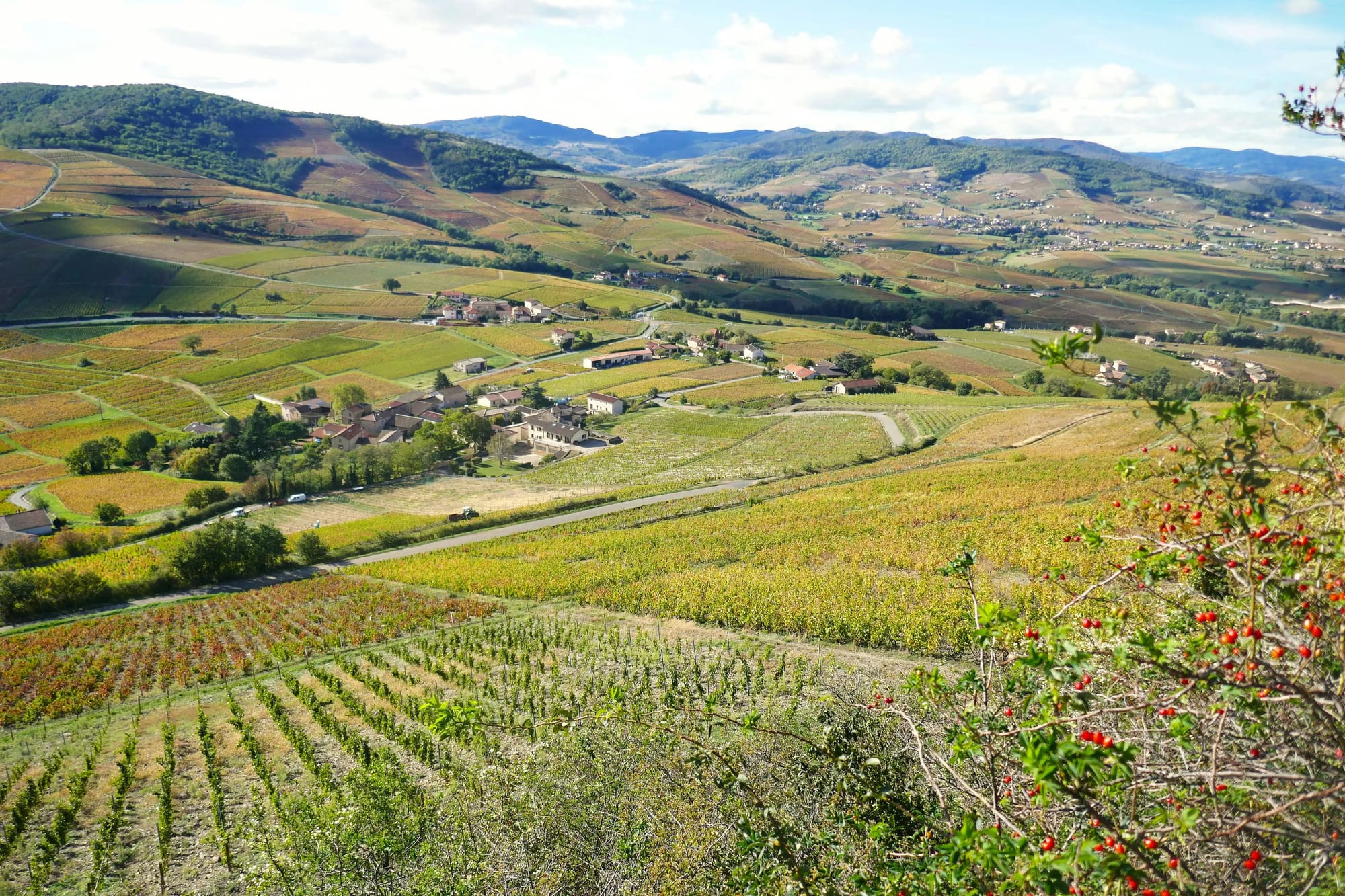 Beaujolais
"Architecture Viticole", photo 5