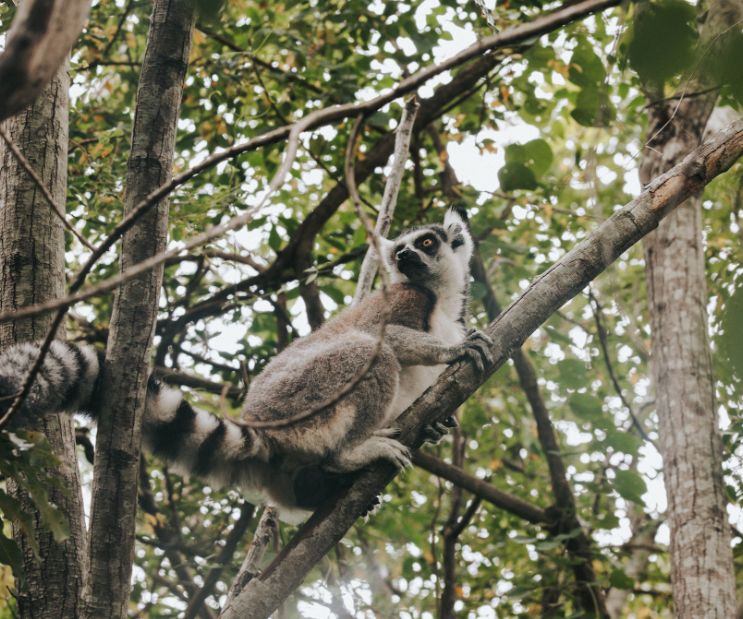 Les Terres Rouges de Madagascar, photo 7