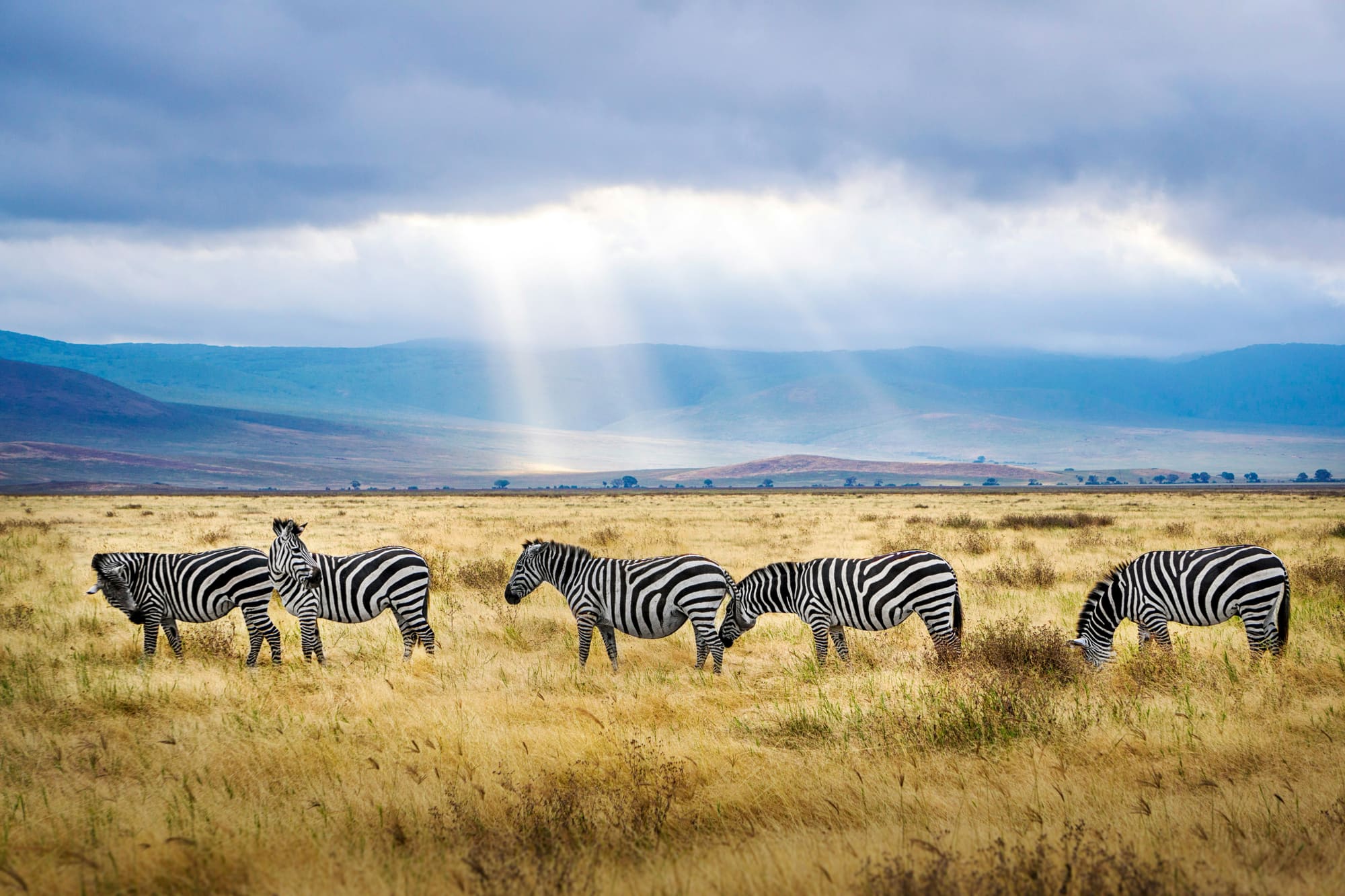 Tanzanie – Échappée Sauvage, photo 4