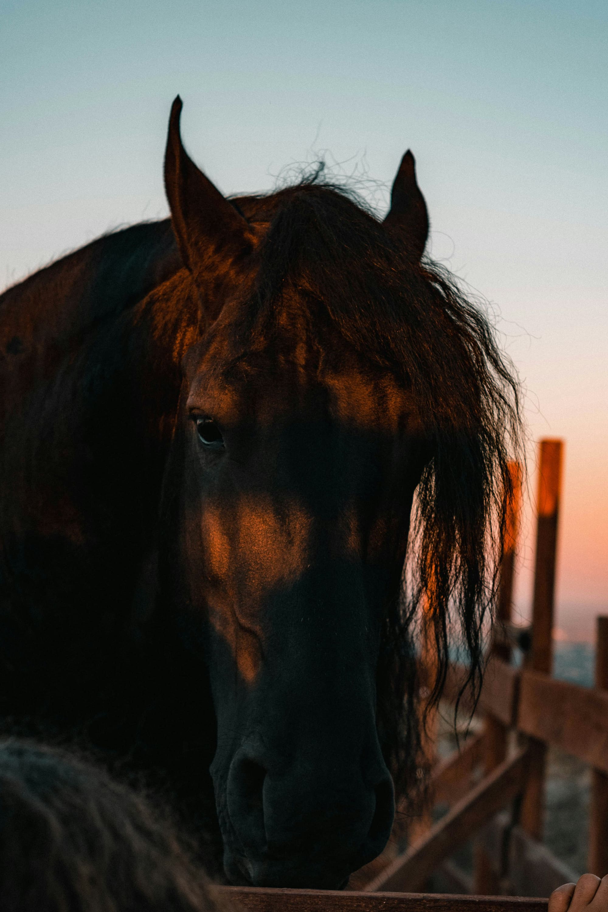 Portugal – À cheval, photo 2