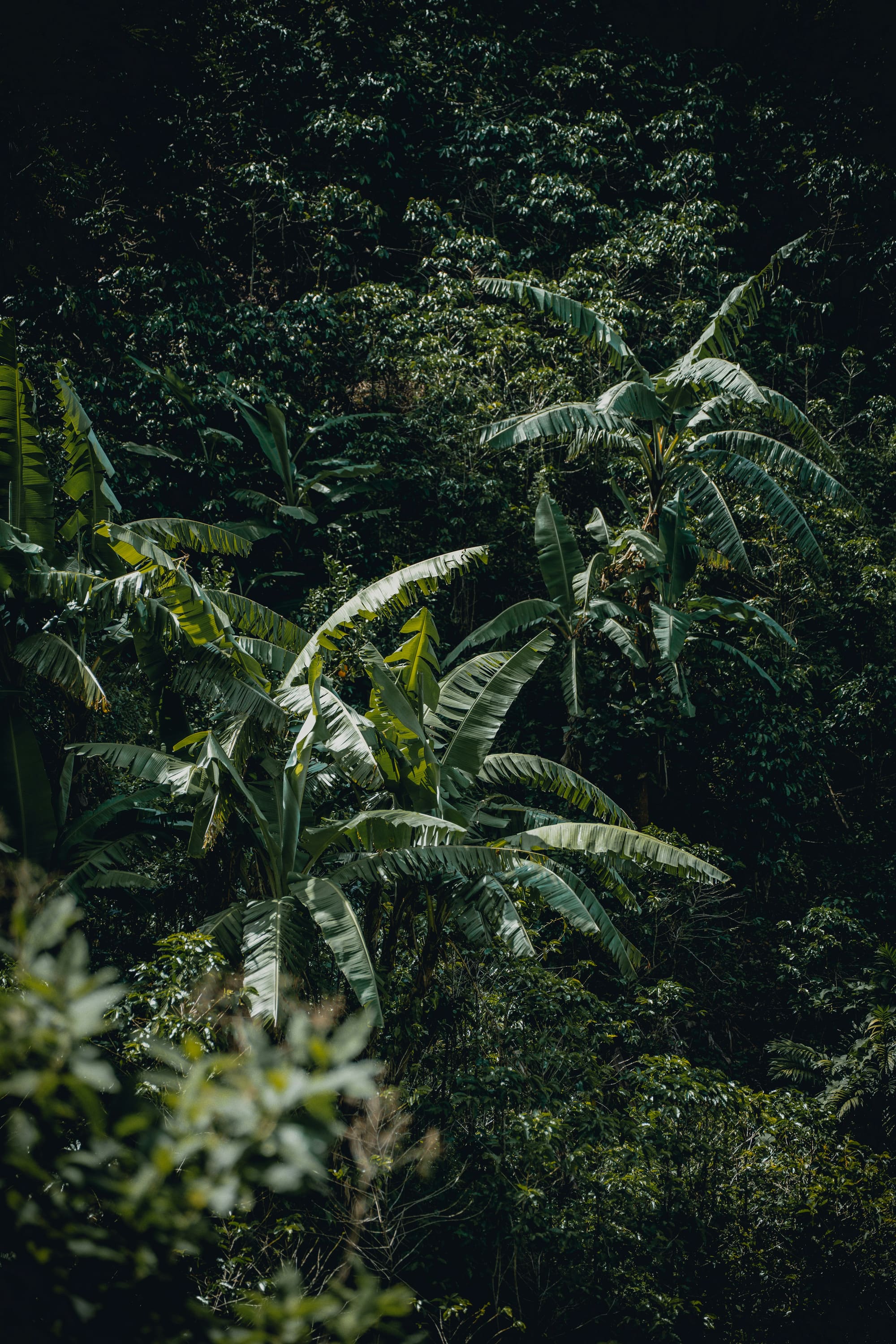 Costa Rica – Aventure Pura Vida, photo 6