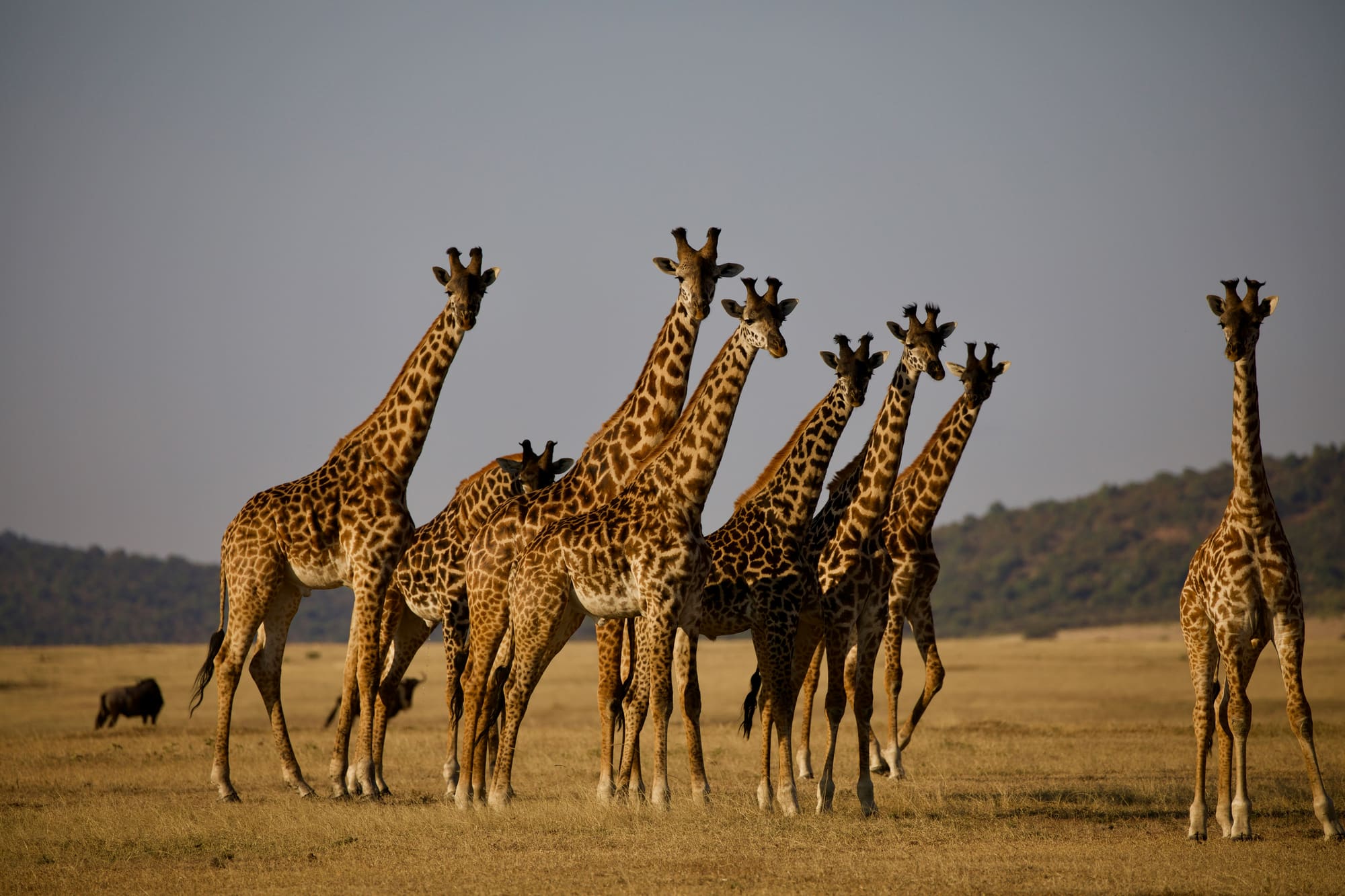 Tanzanie – Afrika Trek, photo 7