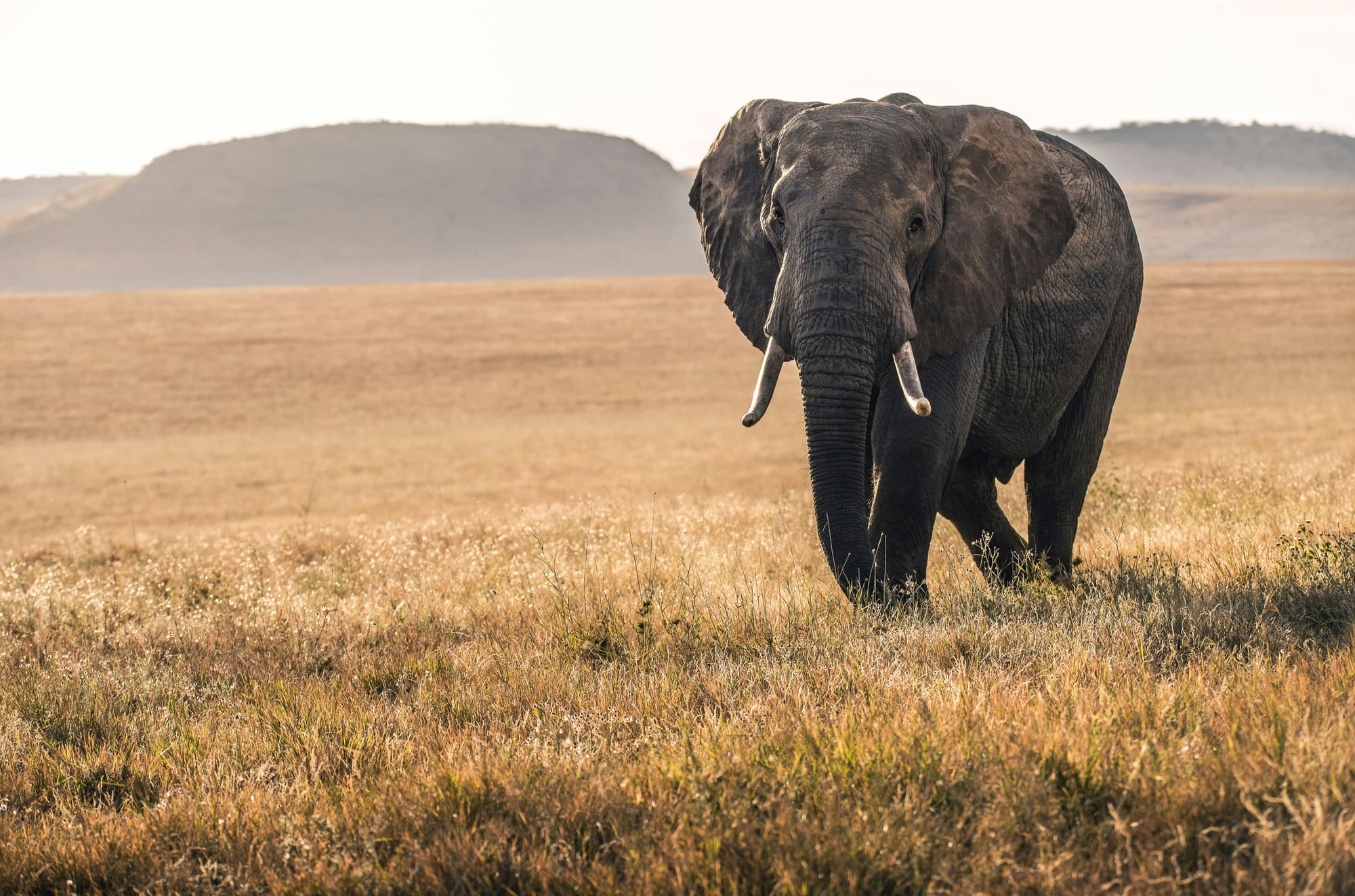 Kenya – Eco Tour, photo 5