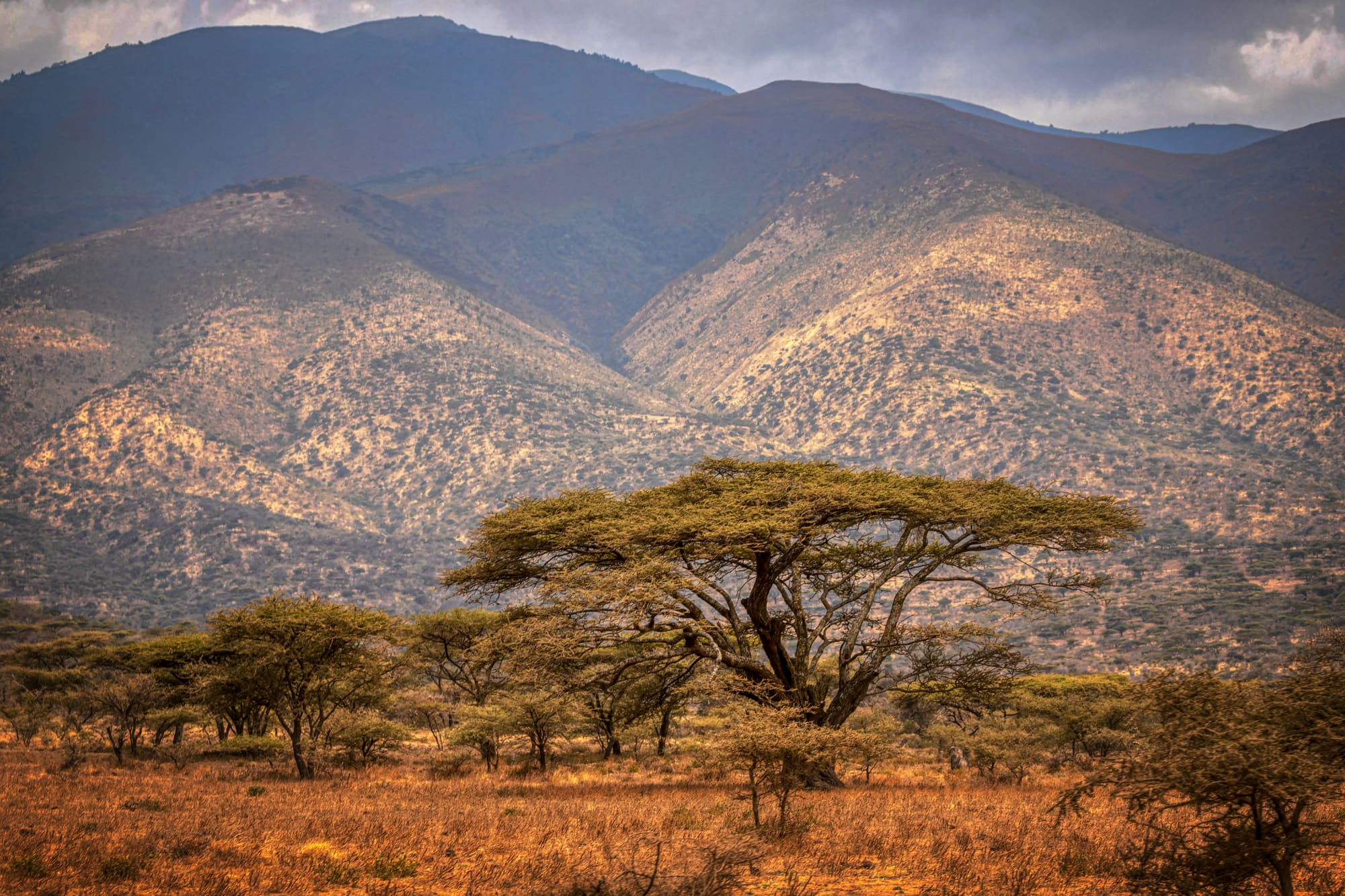 Tanzanie – Échappée Sauvage, photo 6
