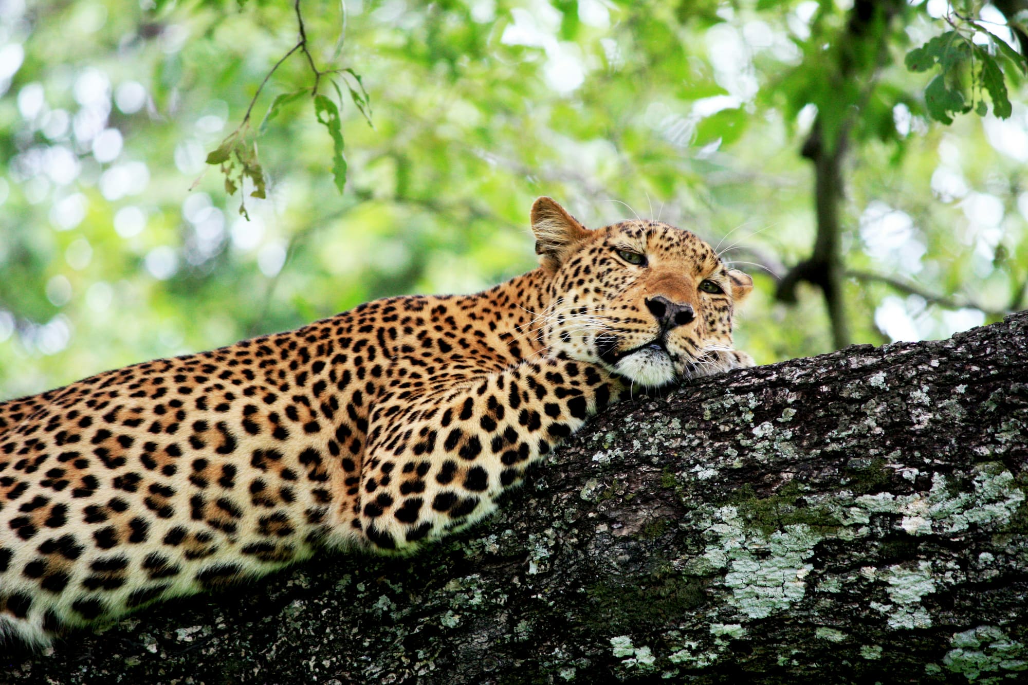 Afrique du Sud & Zambie – Du Kruger aux Chutes Victoria, photo 6