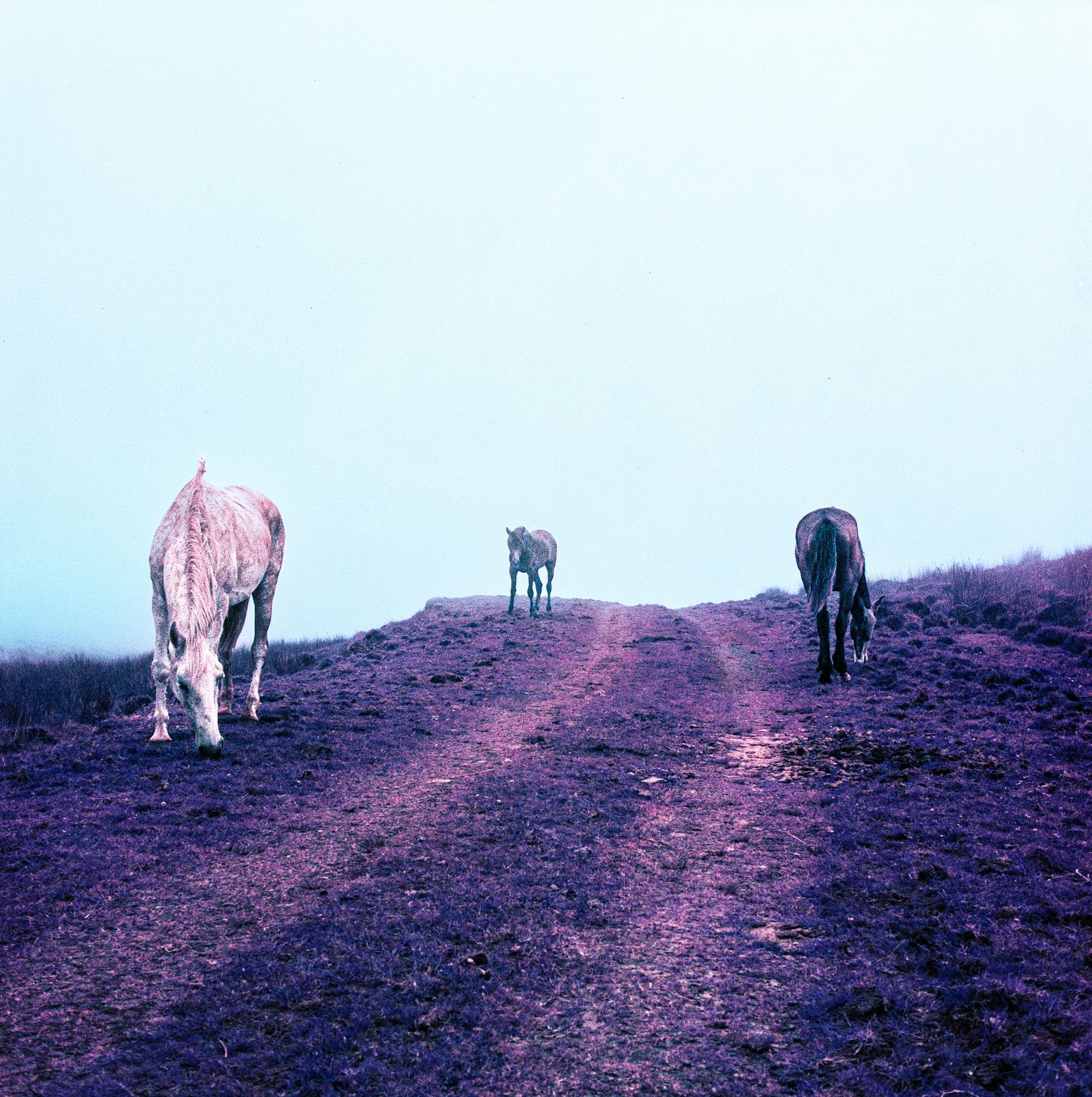 Portugal – À cheval, photo 3