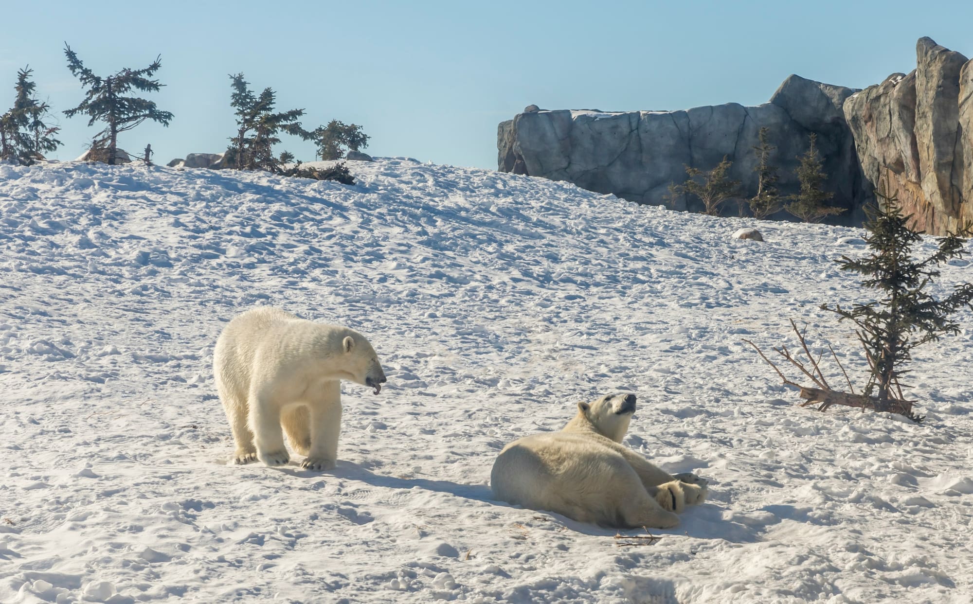 Canada – Ours Polaires & Aurores Boréales, photo 2
