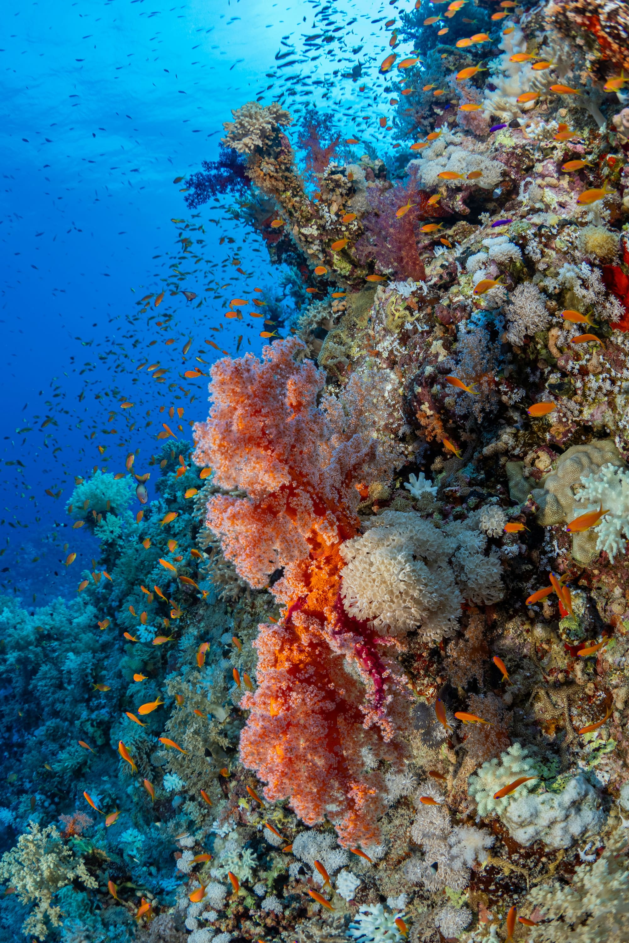 Égypte – Plongée à Marsa Alam, photo 6