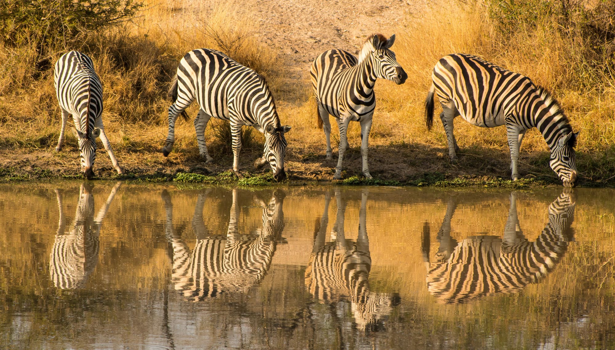 Afrique du Sud – Du Cap au Kruger, photo 2