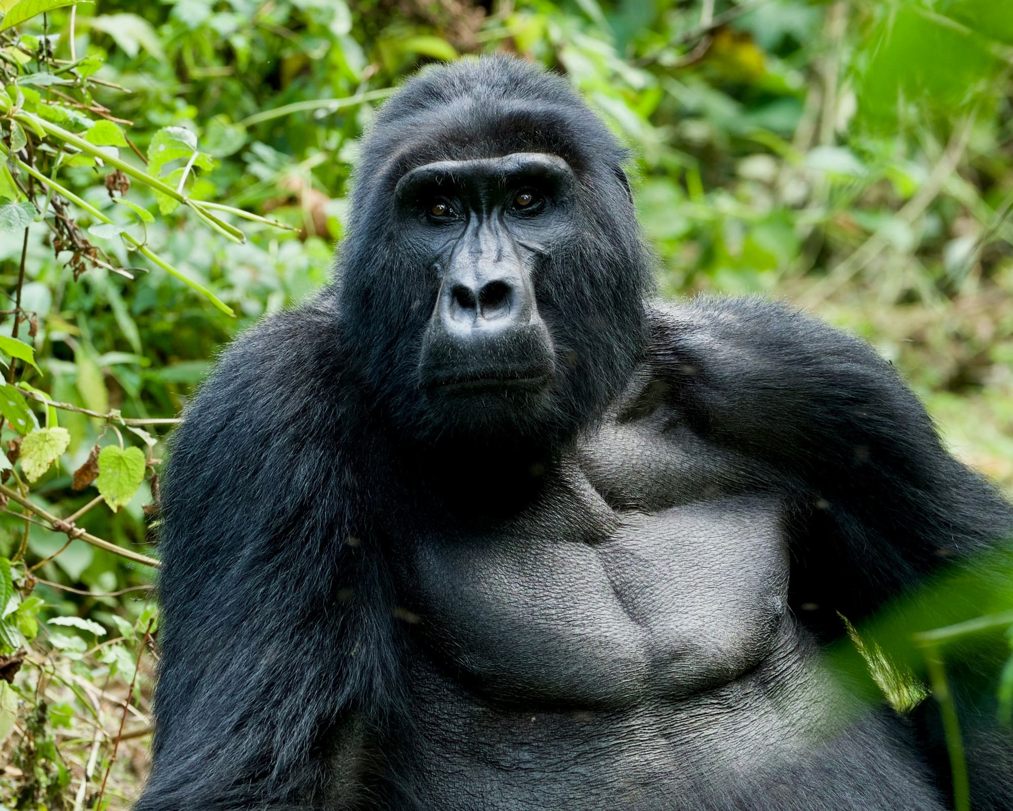 Ouganda & Rwanda – Primates, safaris et terres volcaniques, photo 6