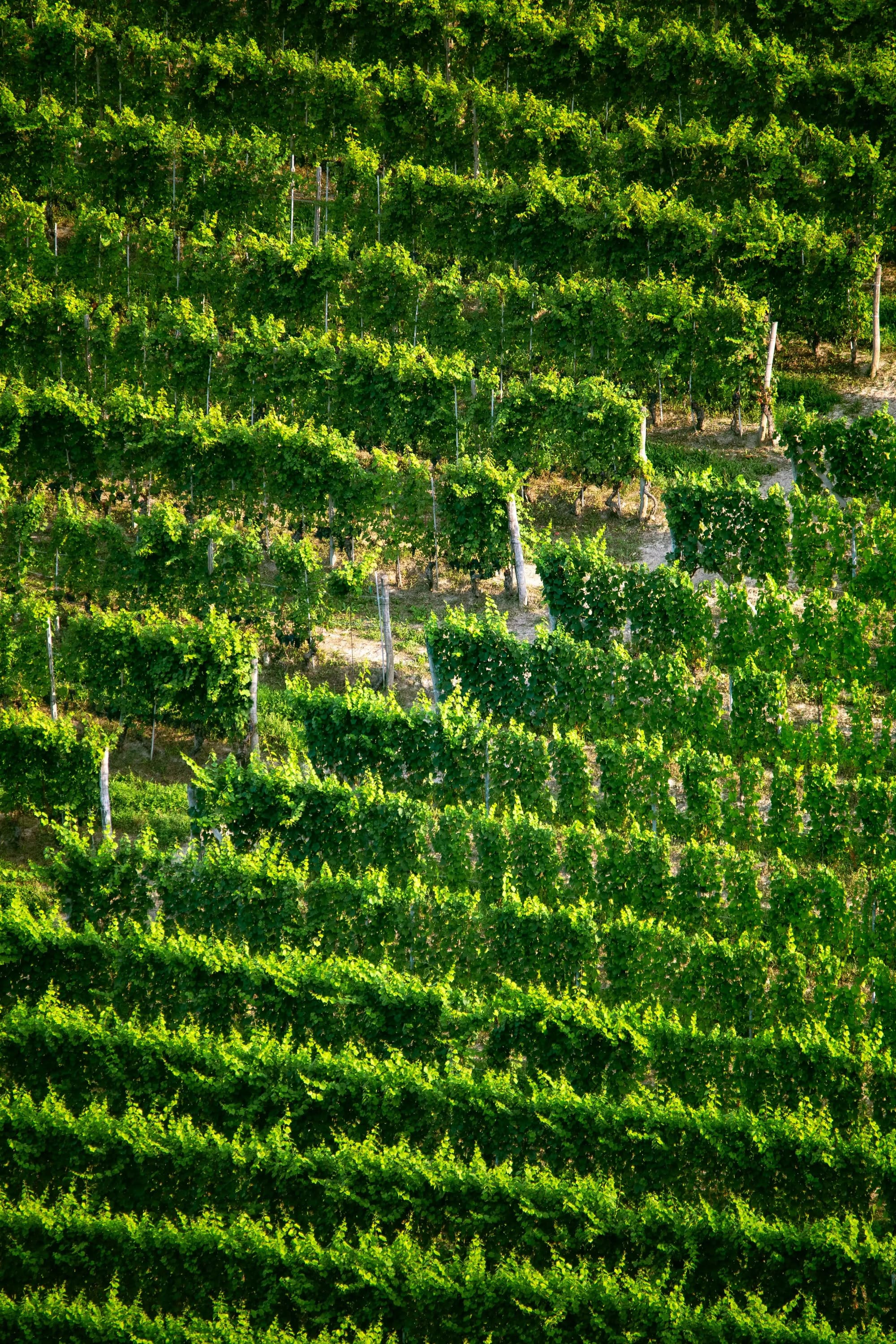 Randonnée en quad ou SSV dans les vignobles du Beaujolais