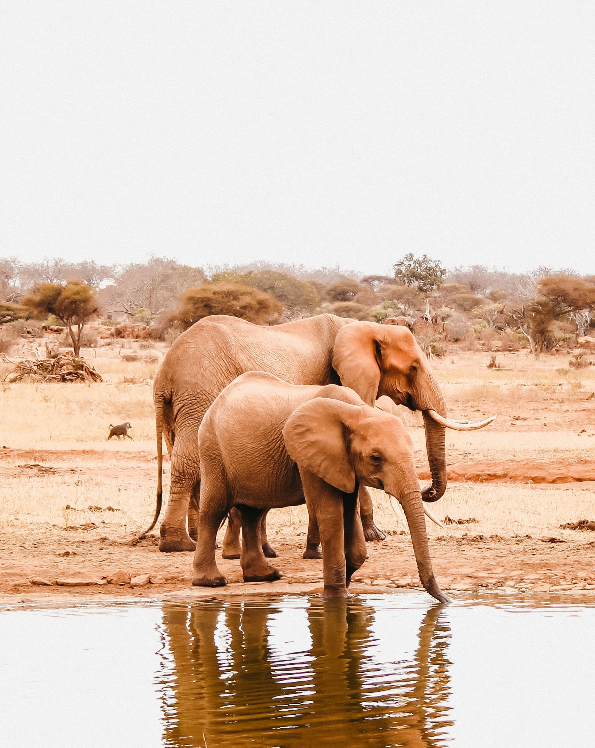 Kenya – Rêve d’Enfant, photo 3