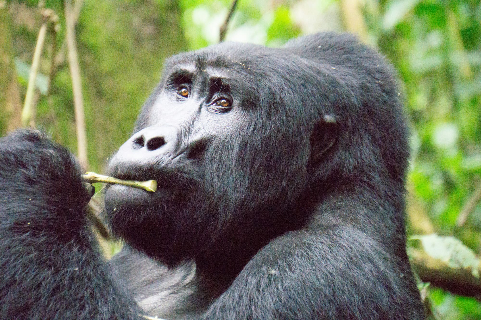 Sur la piste des gorilles et des chimpanzés, photo 4
