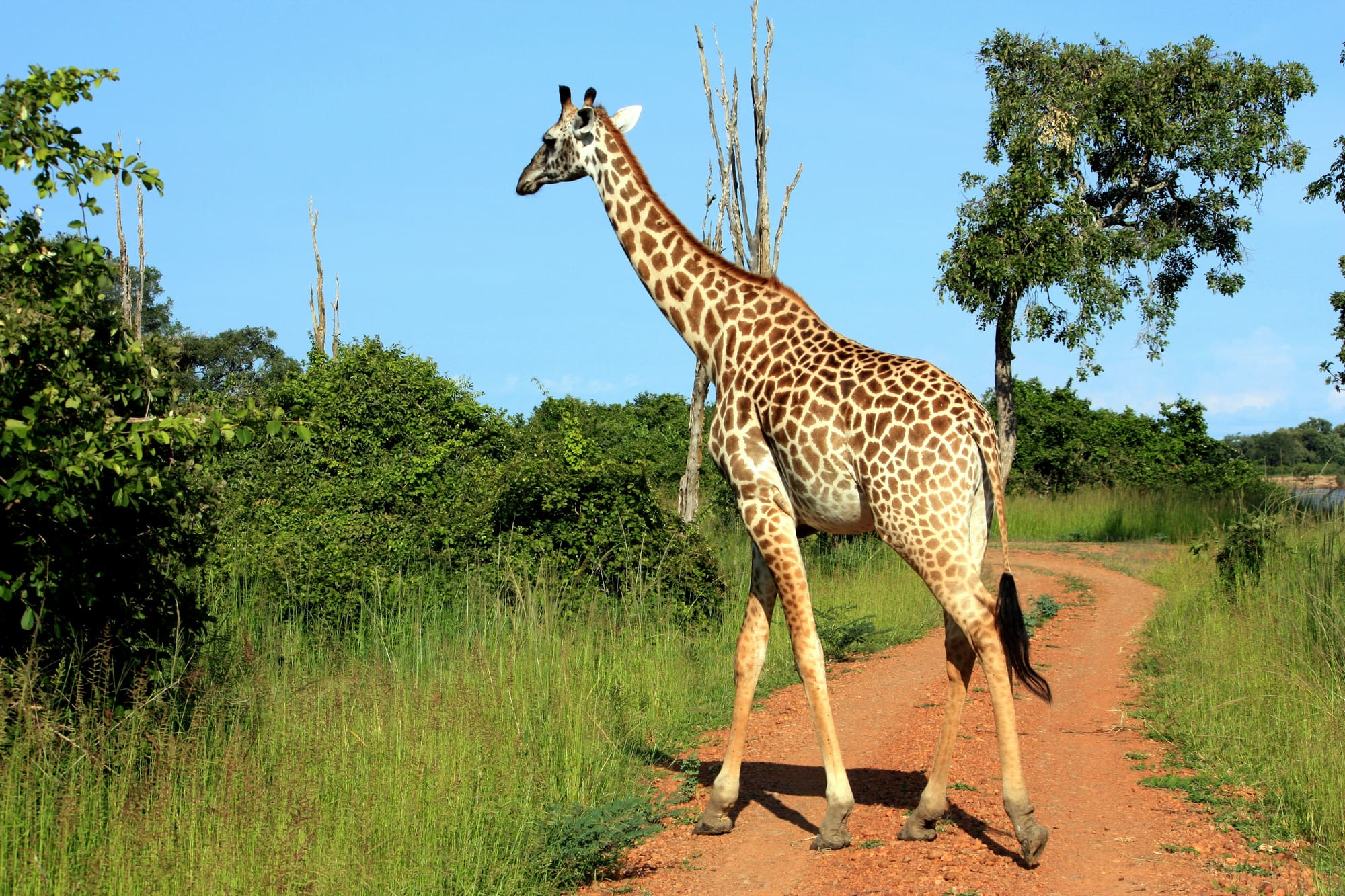 Afrique du Sud & Zambie – Du Kruger aux Chutes Victoria, photo 5