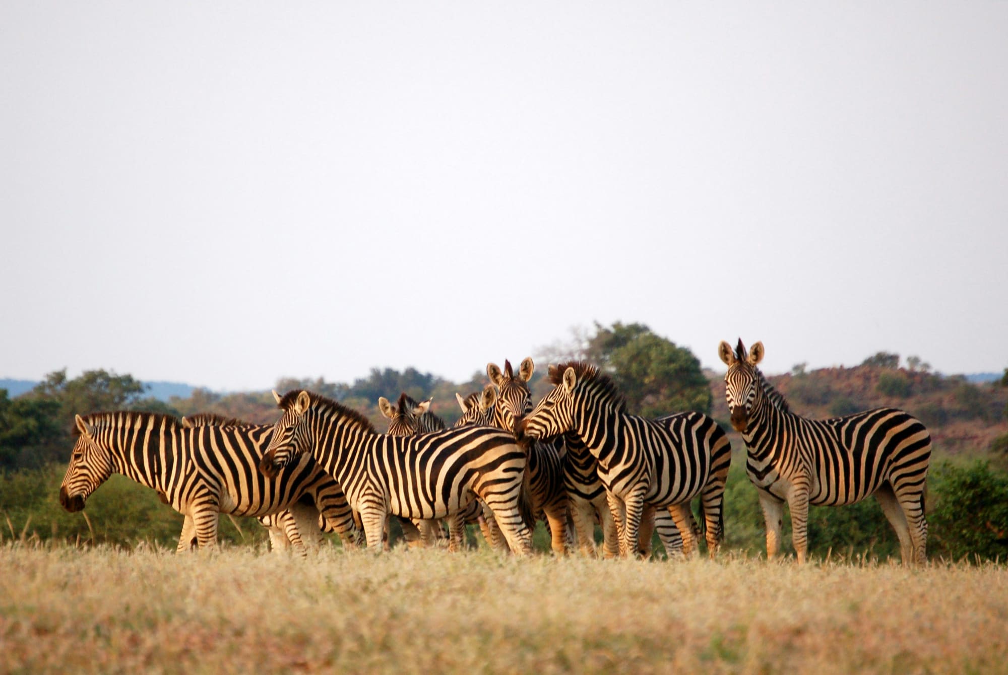 Namibie, Botswana & Zimbabwe – Sur la Route des Chutes, photo 6