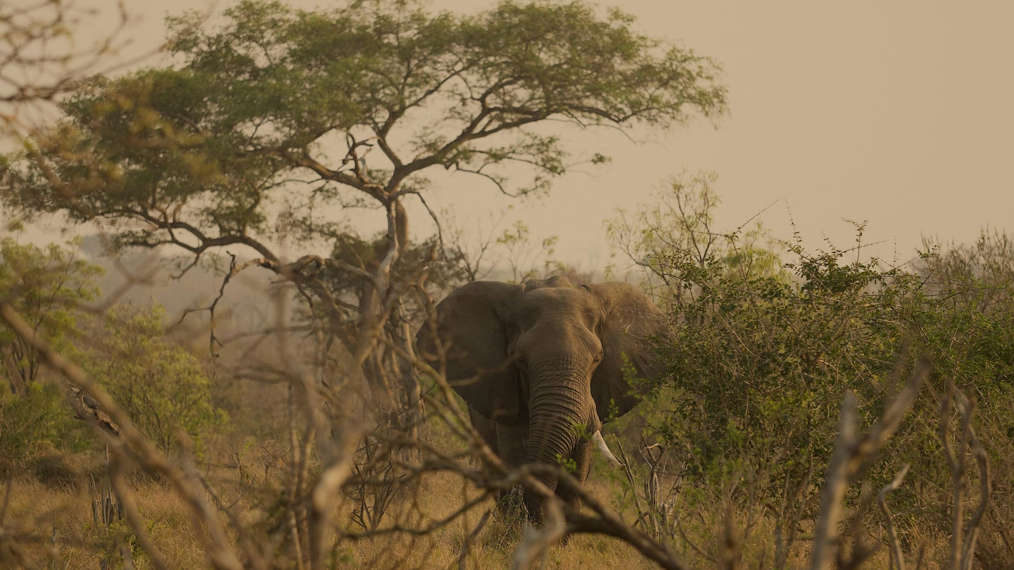 Afrique du Sud – 100% Nature, photo 5