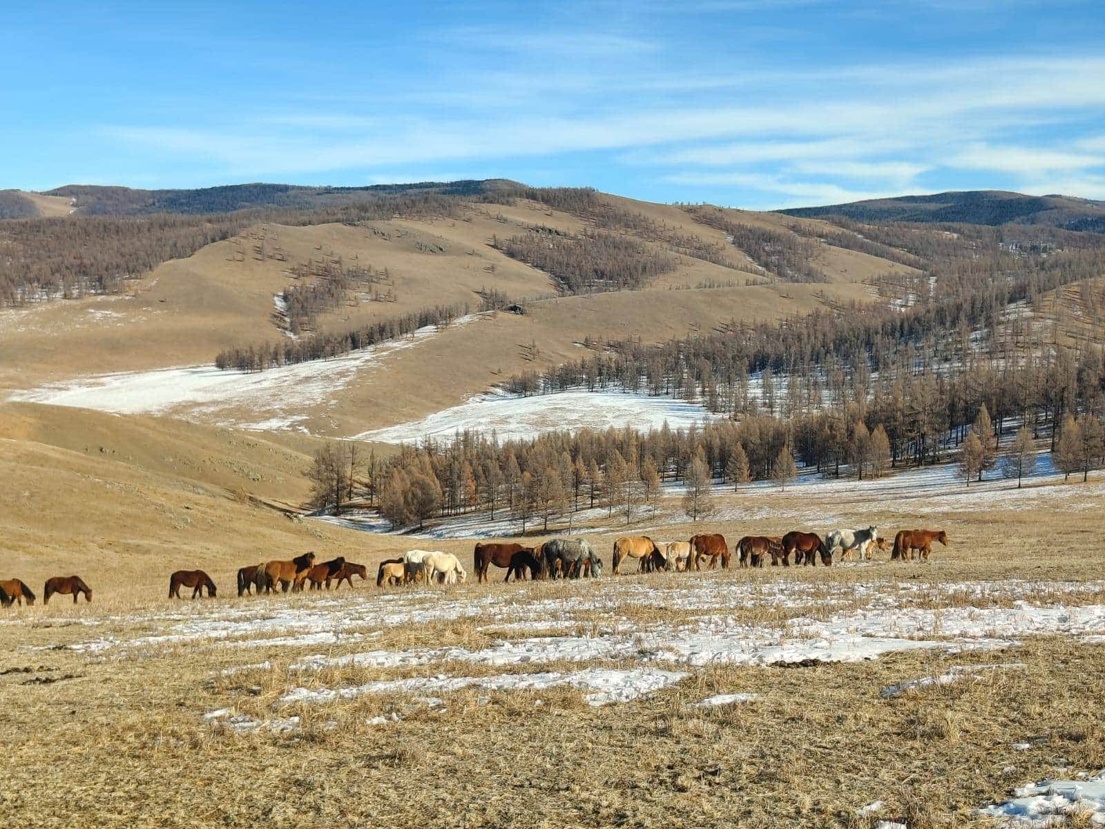 Chamanisme et Tsagaan Sar en Mongolie – Immersion dans la nature, photo 4