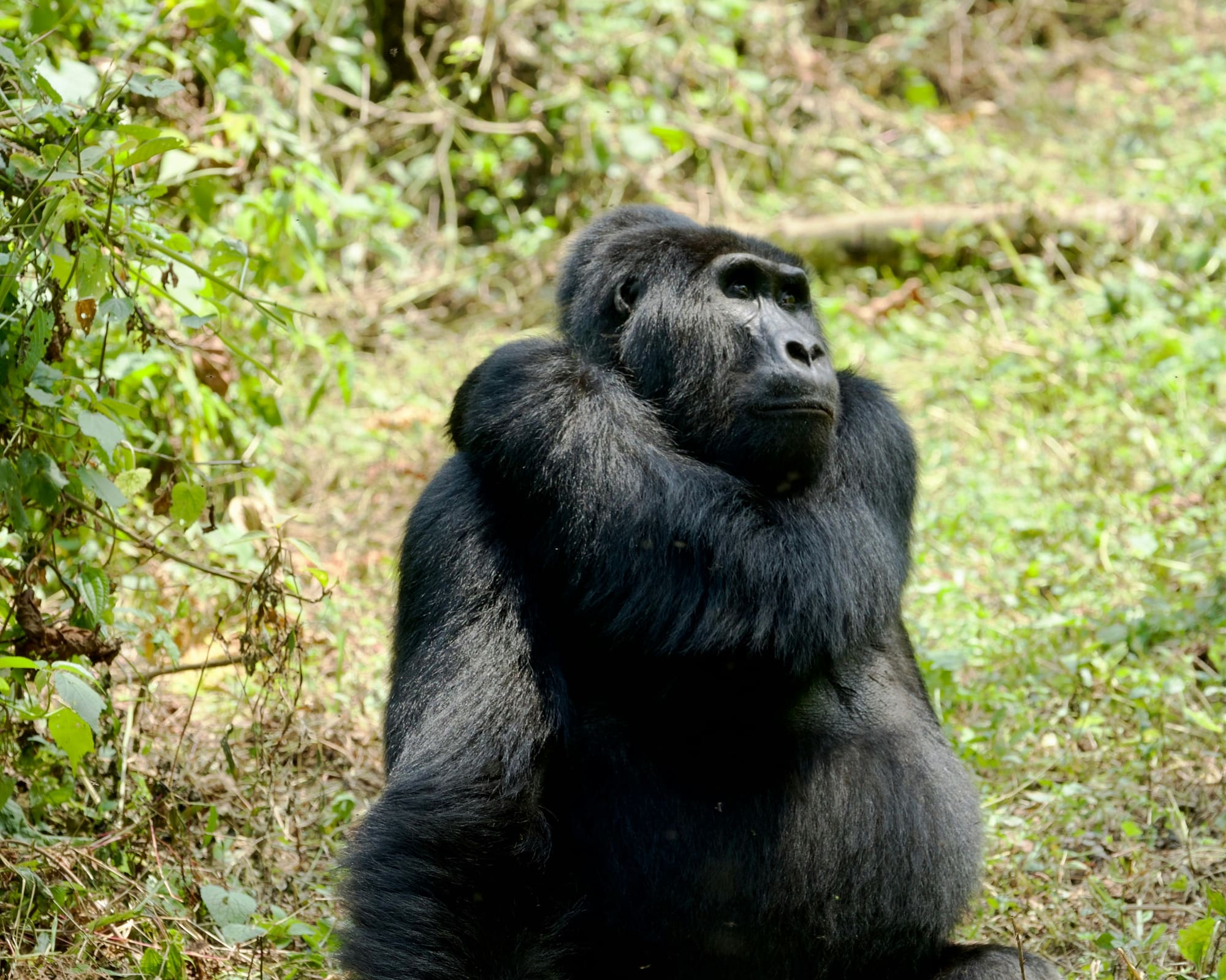 Ouganda & Rwanda – Primates, safaris et terres volcaniques, photo 5