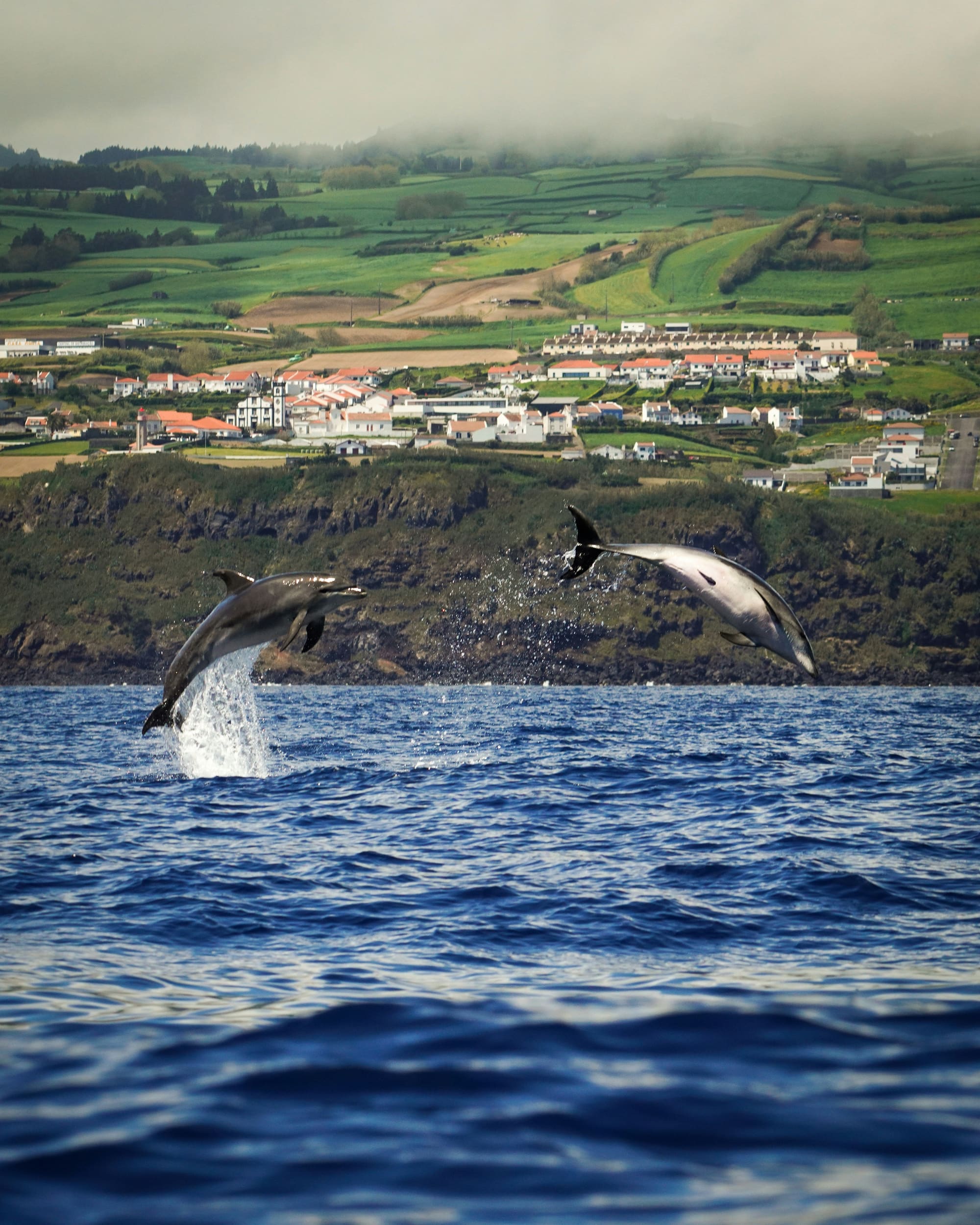 Les Açores – Up & Down, photo 2