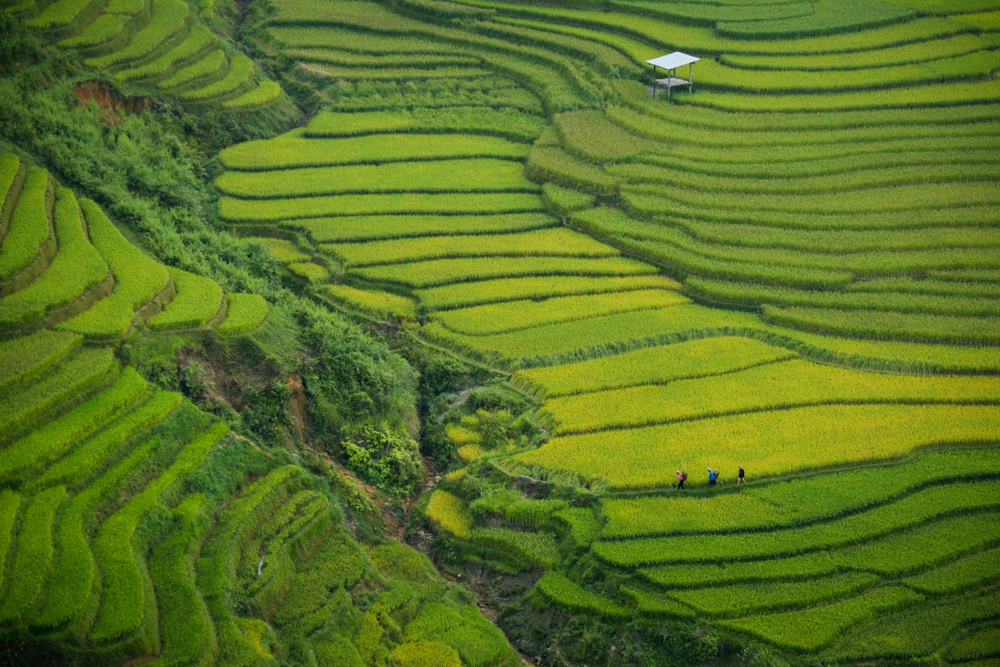 Vietnam - Dans le silence des montagnes qui tiennent le ciel, photo 4
