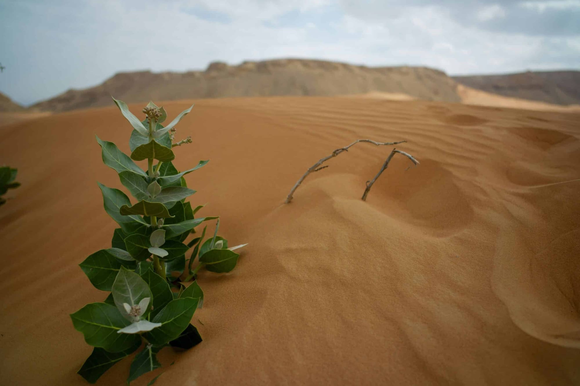 Algérie - Les Puissances de l’Énergie des Sables du Sahara, photo 7