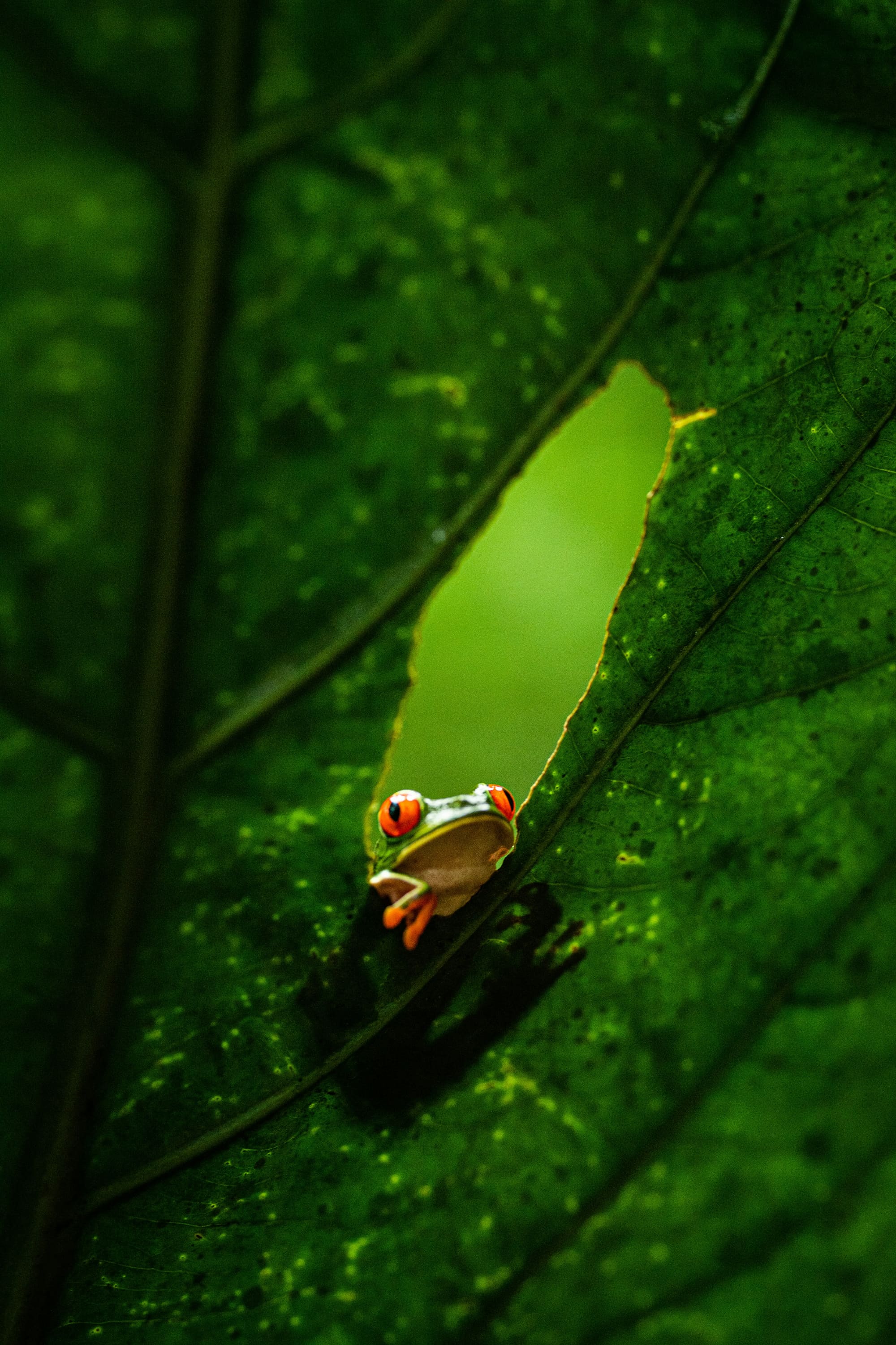 Costa Rica – Mon voyage, mon challenge, photo 4
