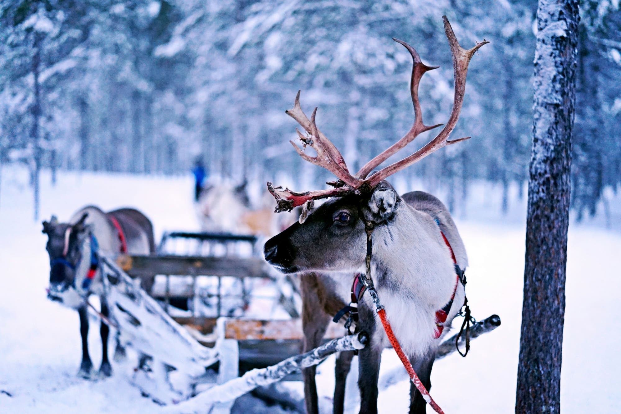Finlande – La Magie de Noël, photo 6
