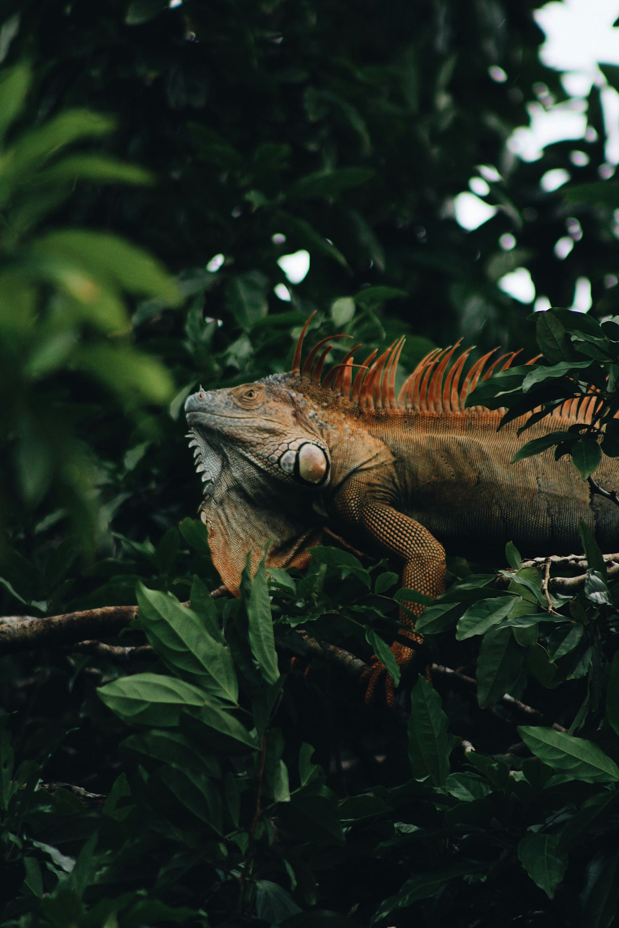 Costa Rica – Stage de survie en forêt tropicale, photo 3