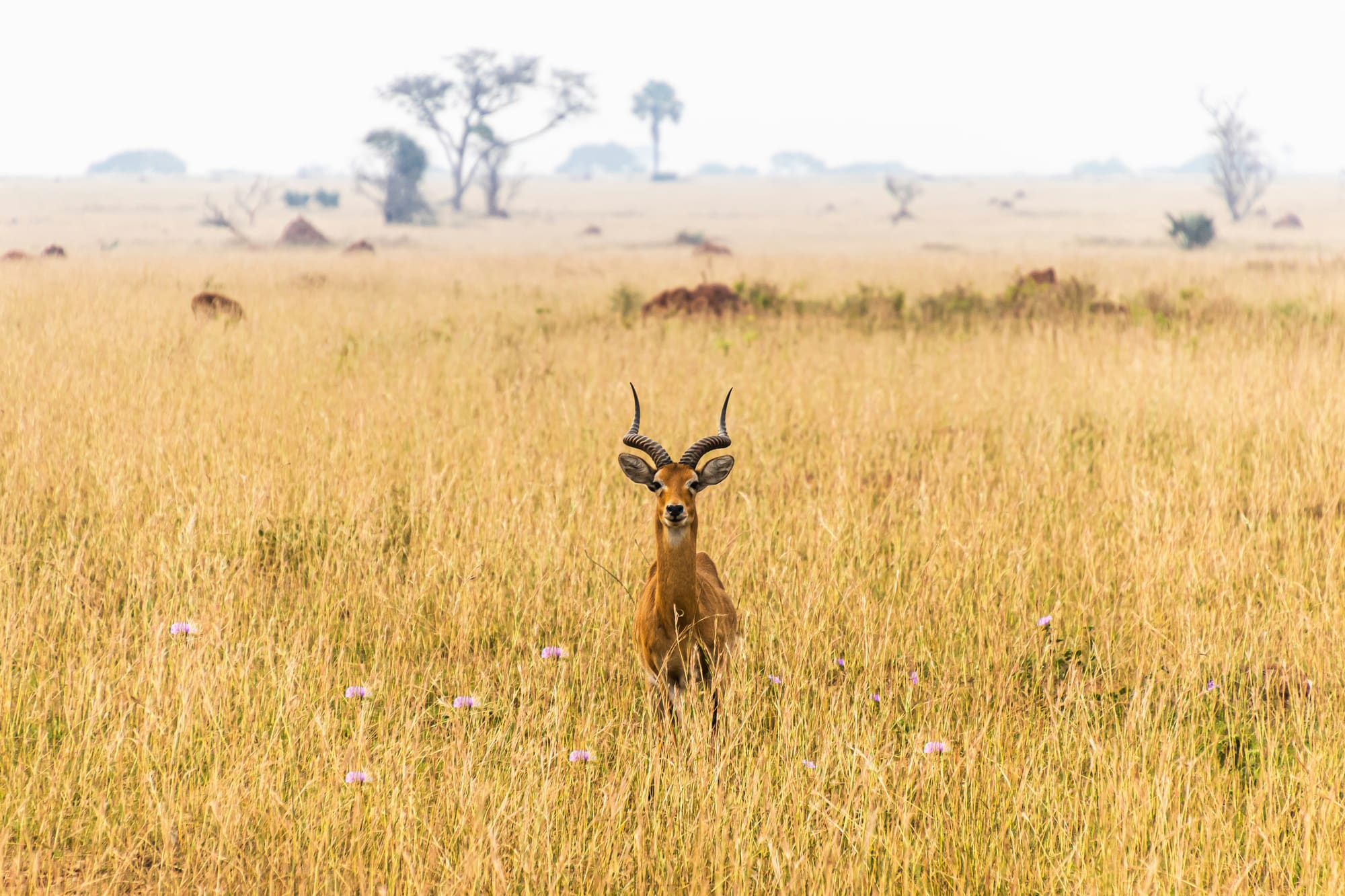 Ouganda & Rwanda – Primates, safaris et terres volcaniques, photo 2
