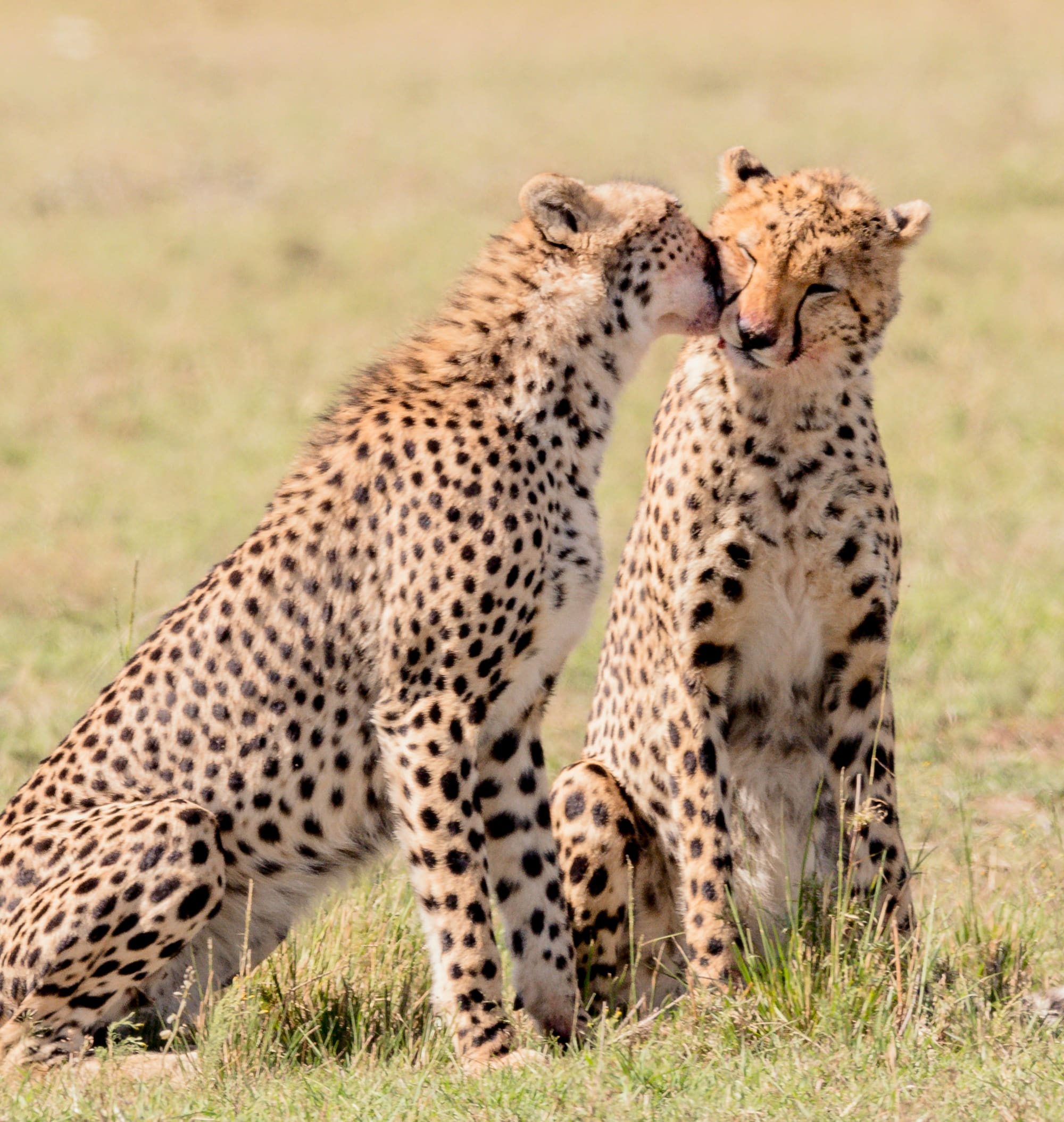 Kenya – Safari & Yoga, photo 5