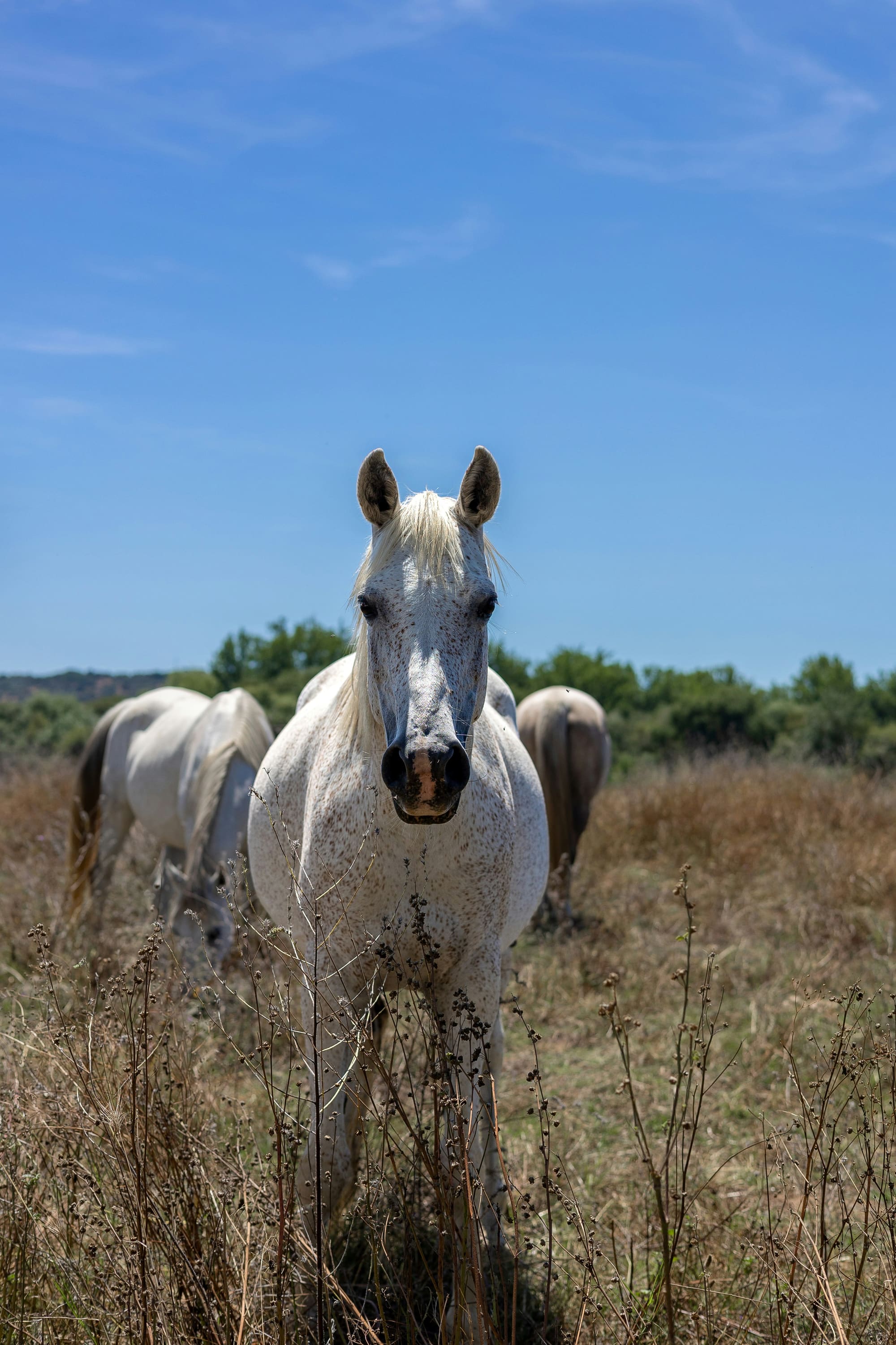 Portugal – À cheval, photo 7