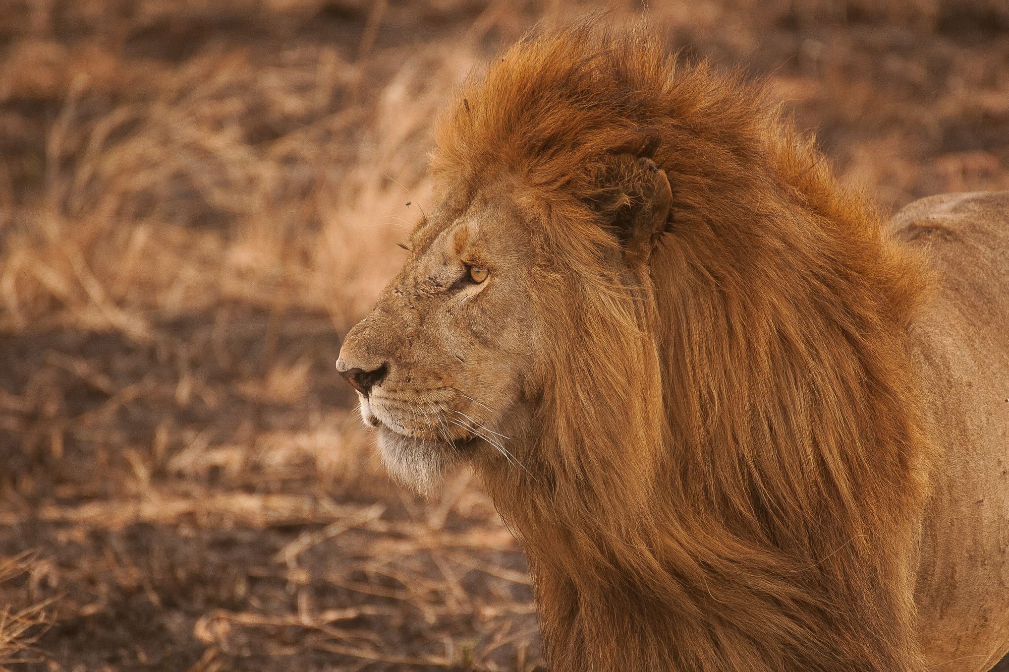 Tanzanie – Afrika Trek, photo 3