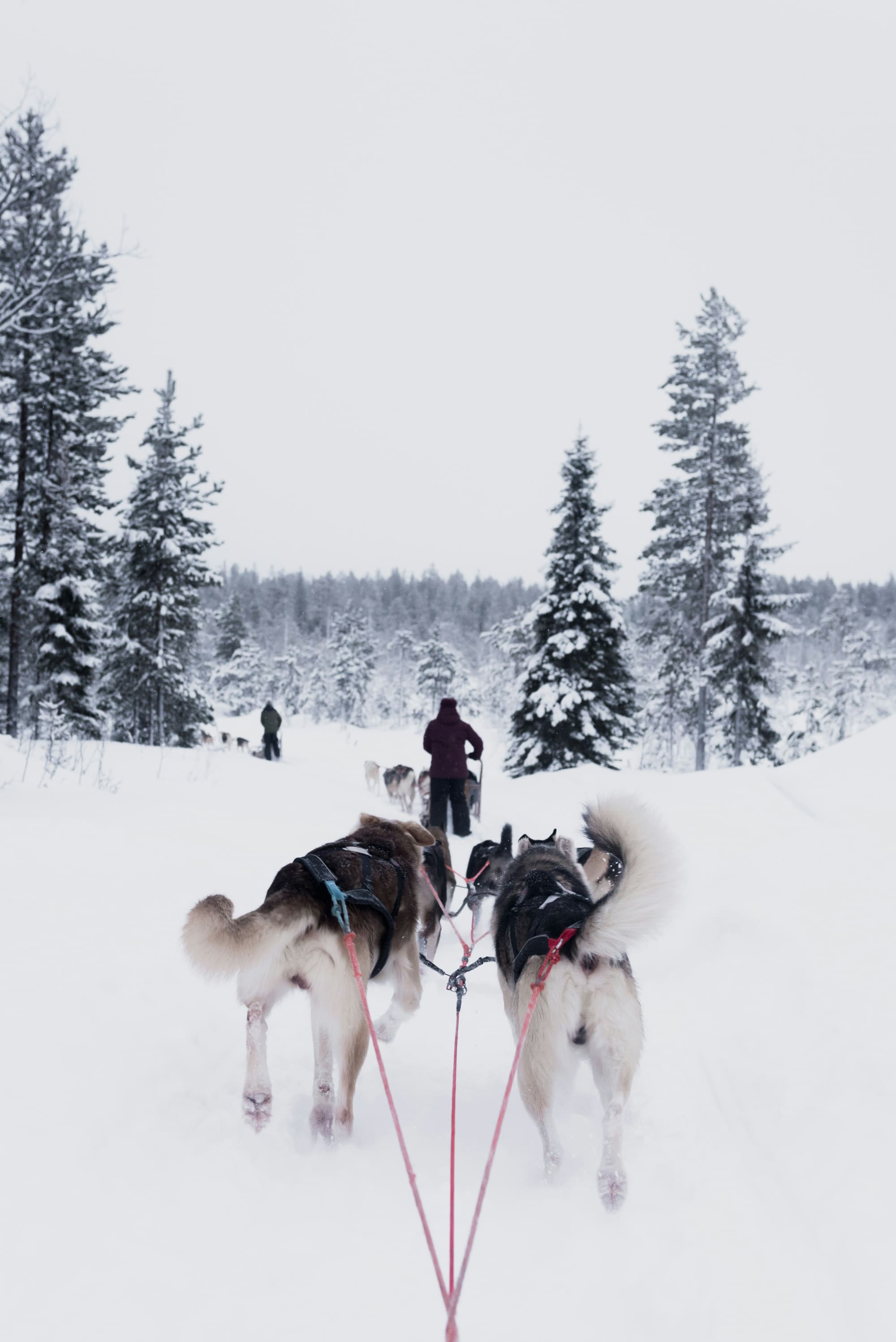 Finlande – Hiver Lapon, photo 2