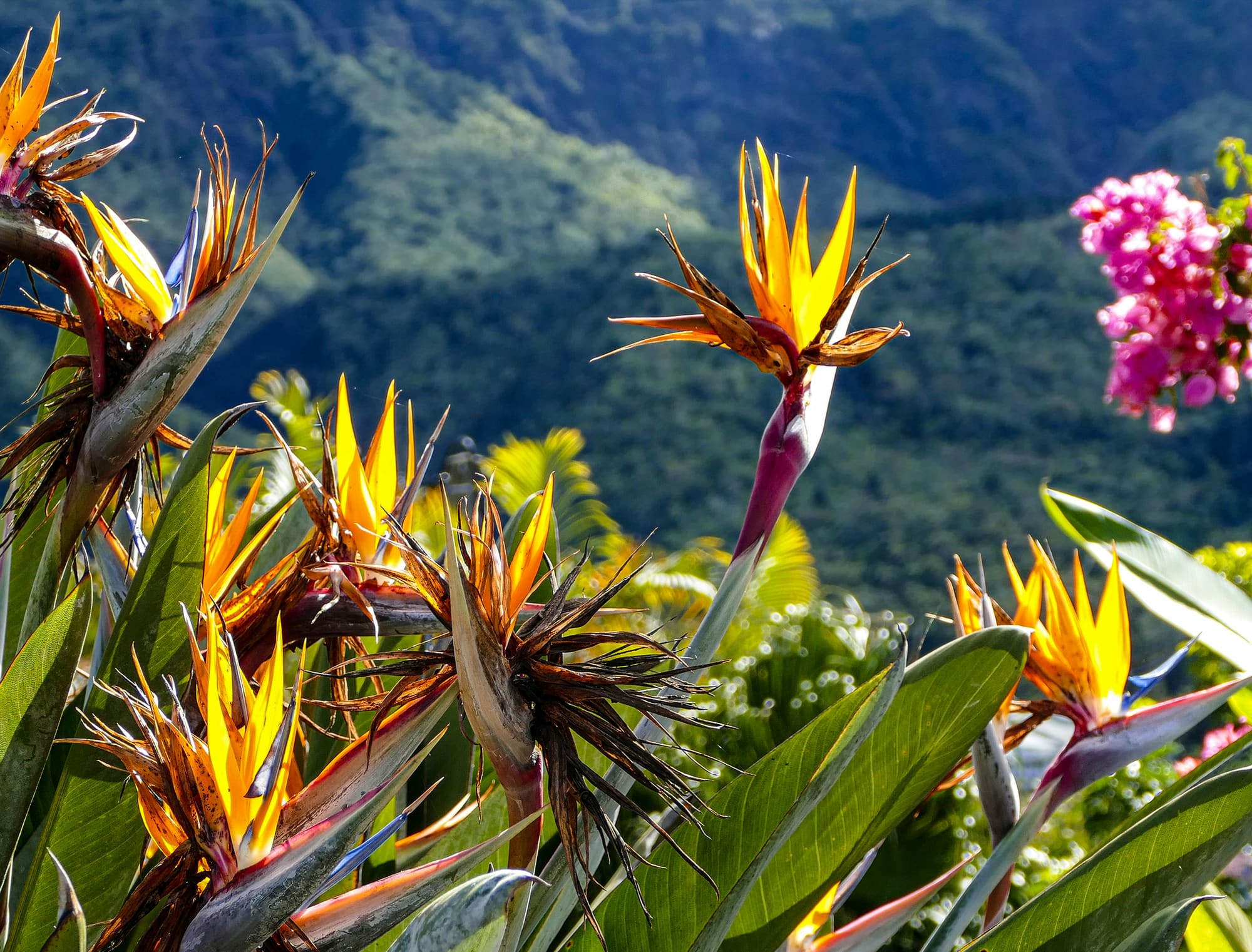 Île de la Réunion – L’Île Intense, photo 6