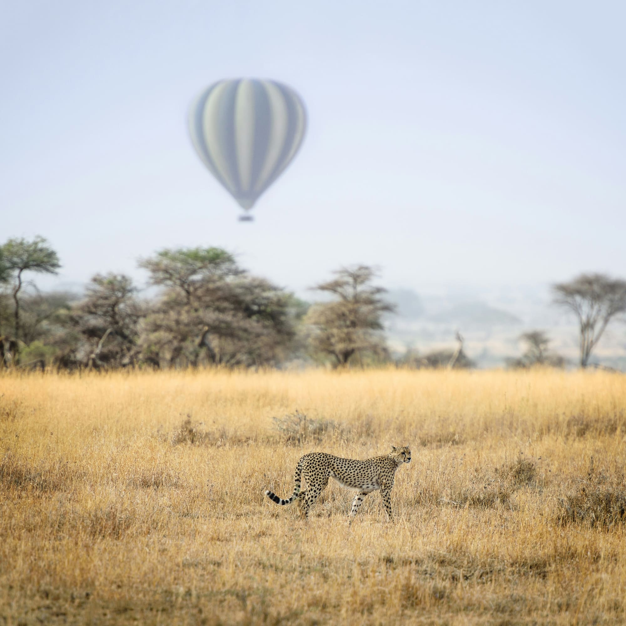Tanzanie – Jeux Masais, photo 5