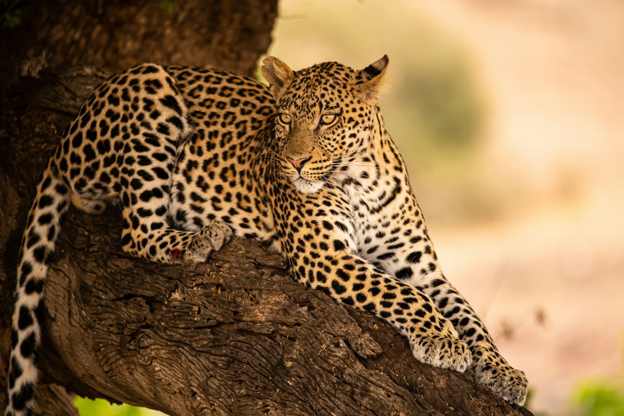 Namibie, Botswana & Zimbabwe – Sur la Route des Chutes, photo 5