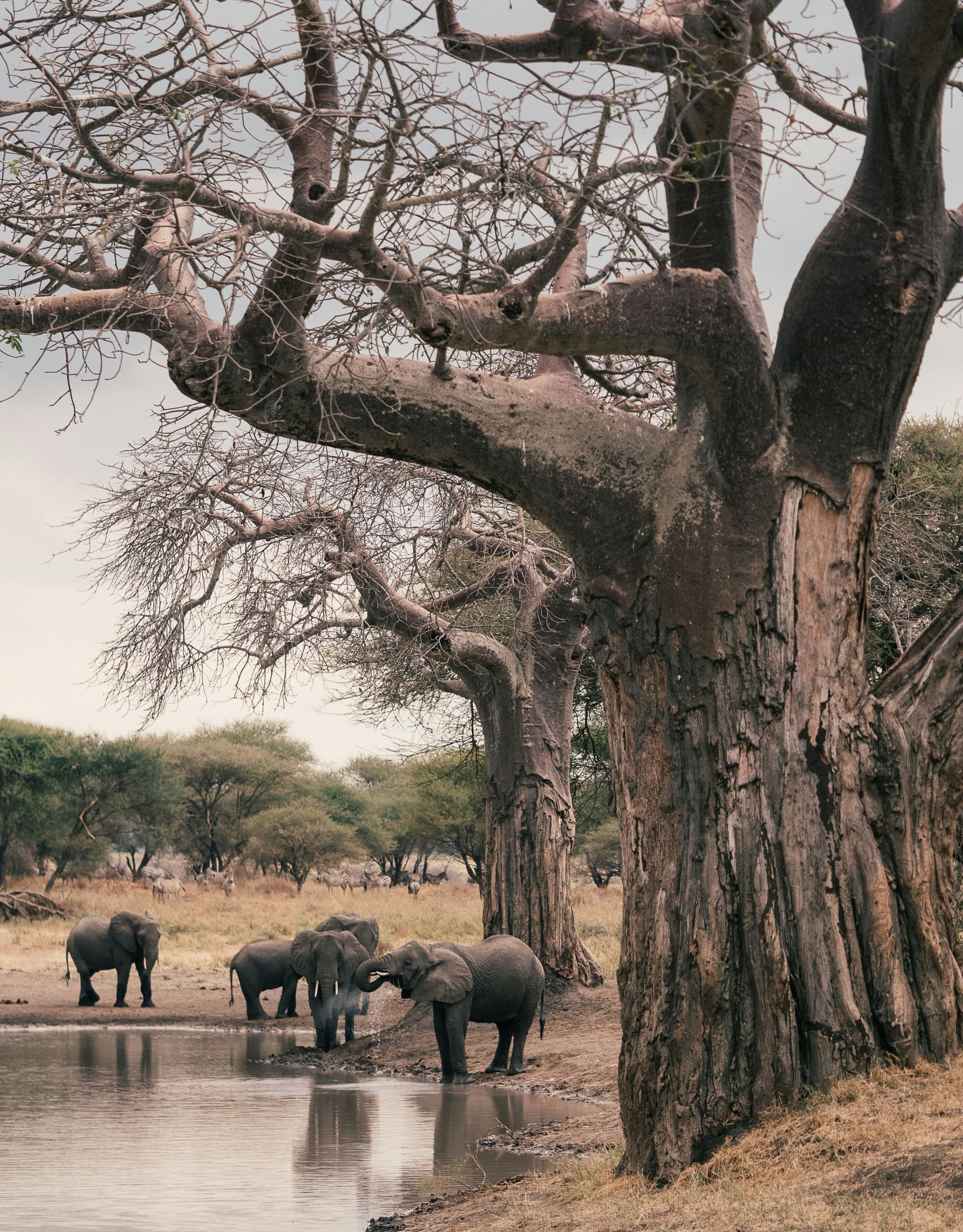 Tanzanie – À la Rencontre des Chimpanzés, photo 4