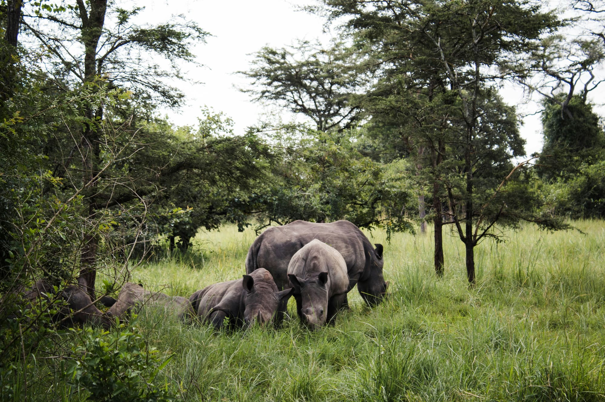 Ouganda & Rwanda – Au royaume des grands primates, photo 6
